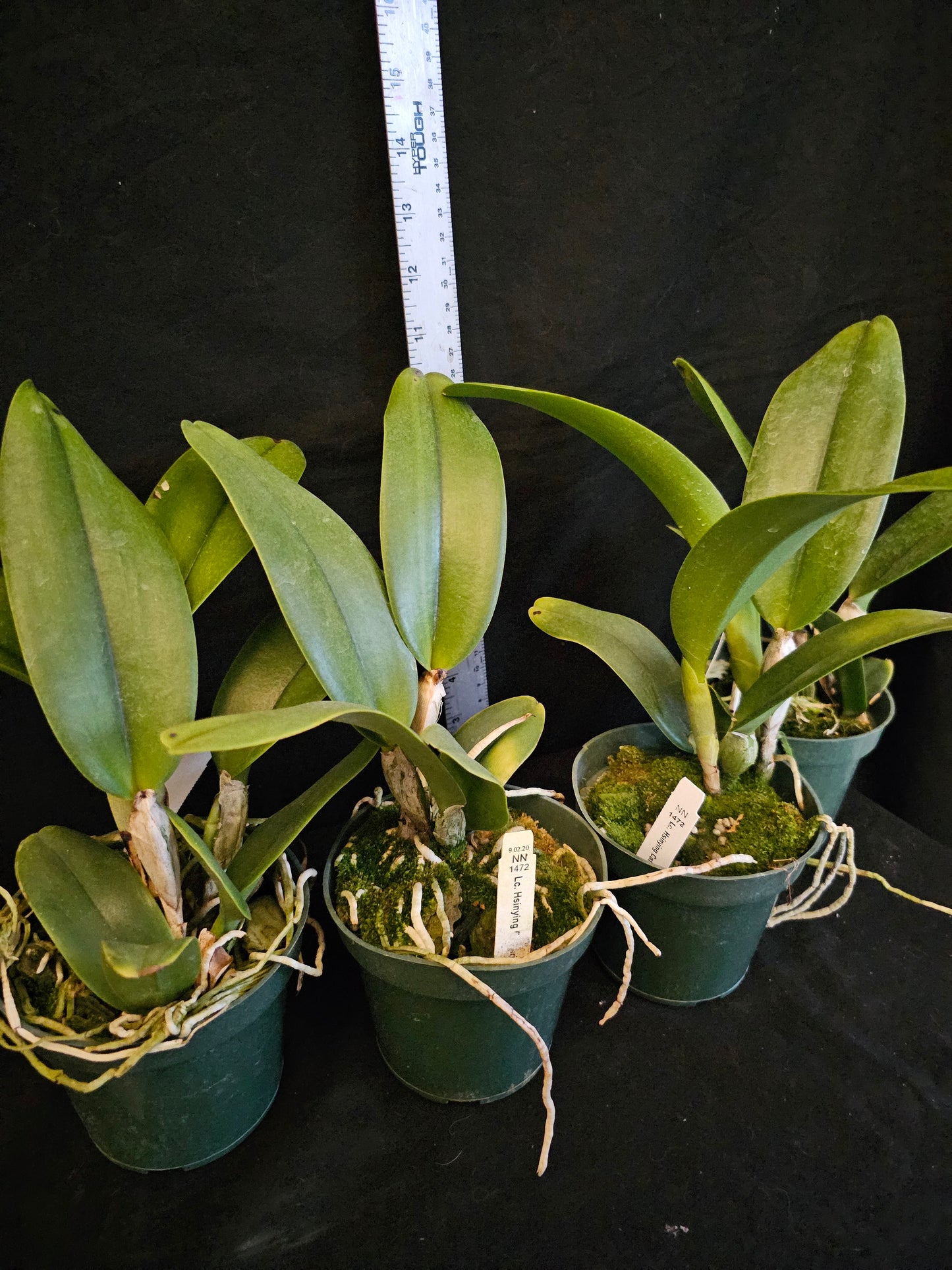 Rlc Hawaiian Island Mint '#73' Blooming size cattleya orchid clone. Semi alba Fragrant blooms.