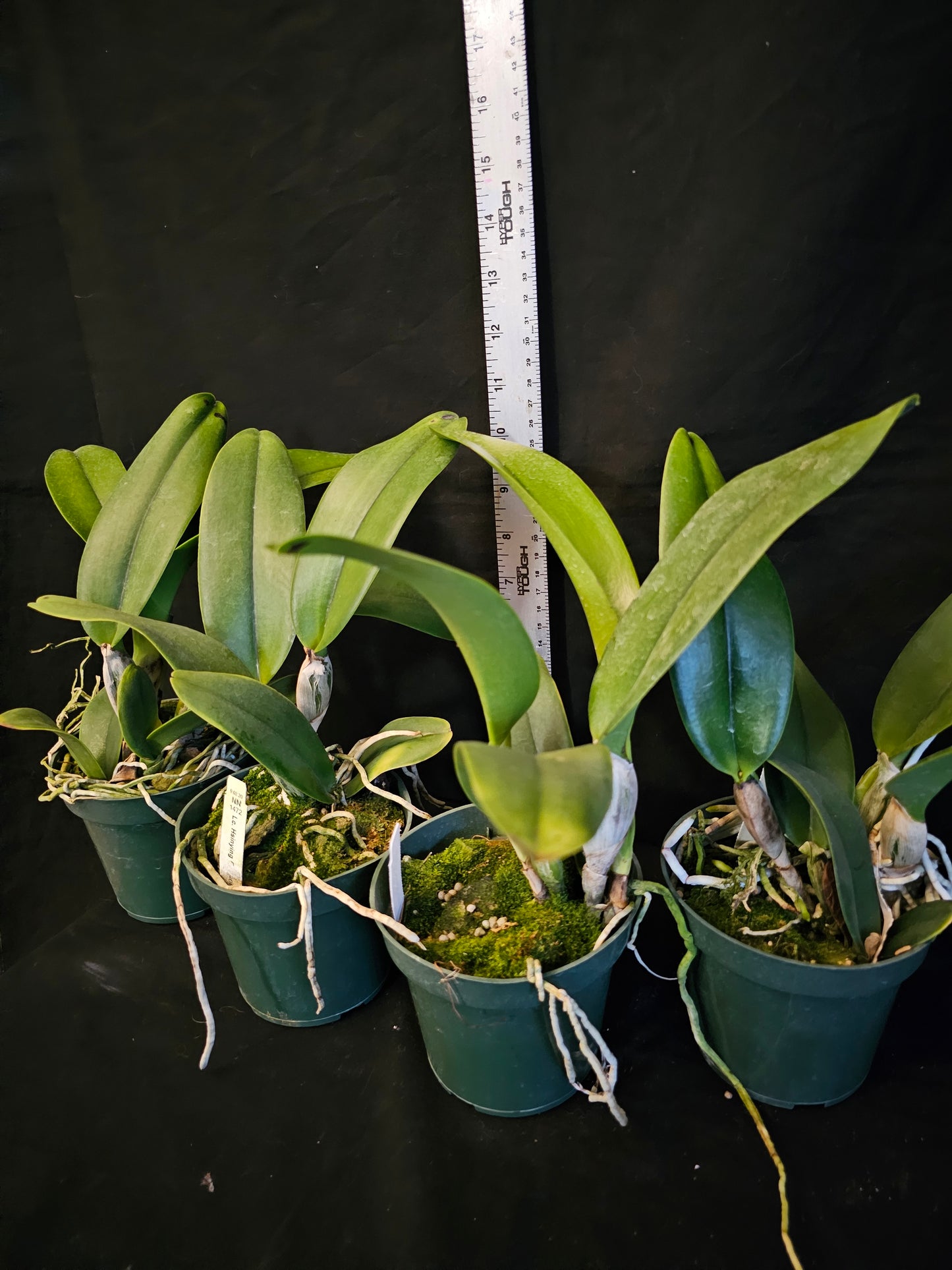 Rlc Hawaiian Island Mint '#73' Blooming size cattleya orchid clone. Semi alba Fragrant blooms.