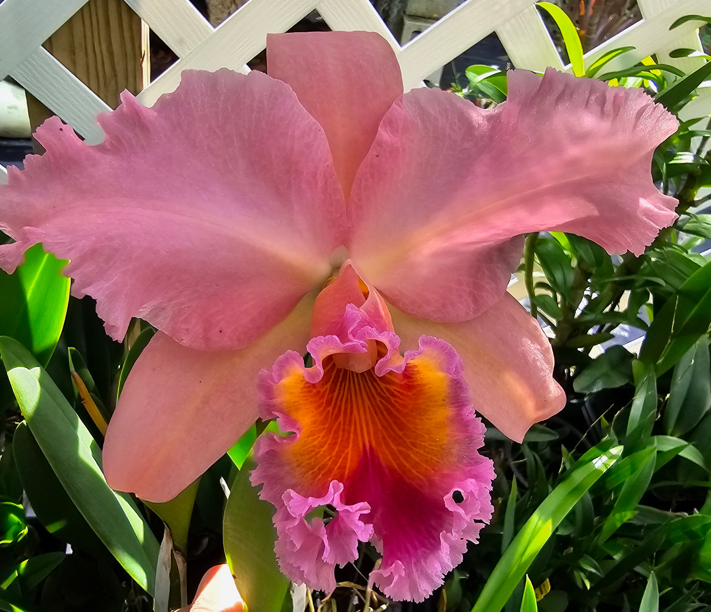 Rlc George King 'Serendipity' (Rhyncholaeliocattleya Buttercup × Cattleya Bob Betts)