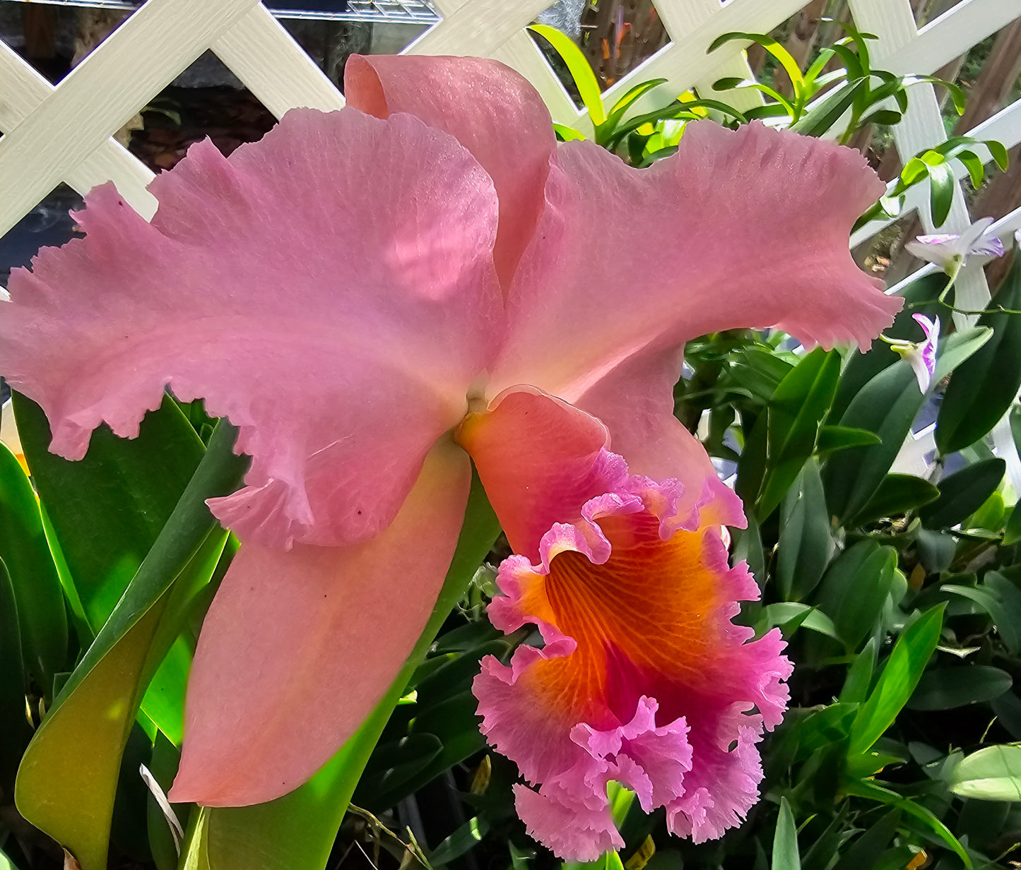 Rlc George King 'Serendipity' (Rhyncholaeliocattleya Buttercup × Cattleya Bob Betts)