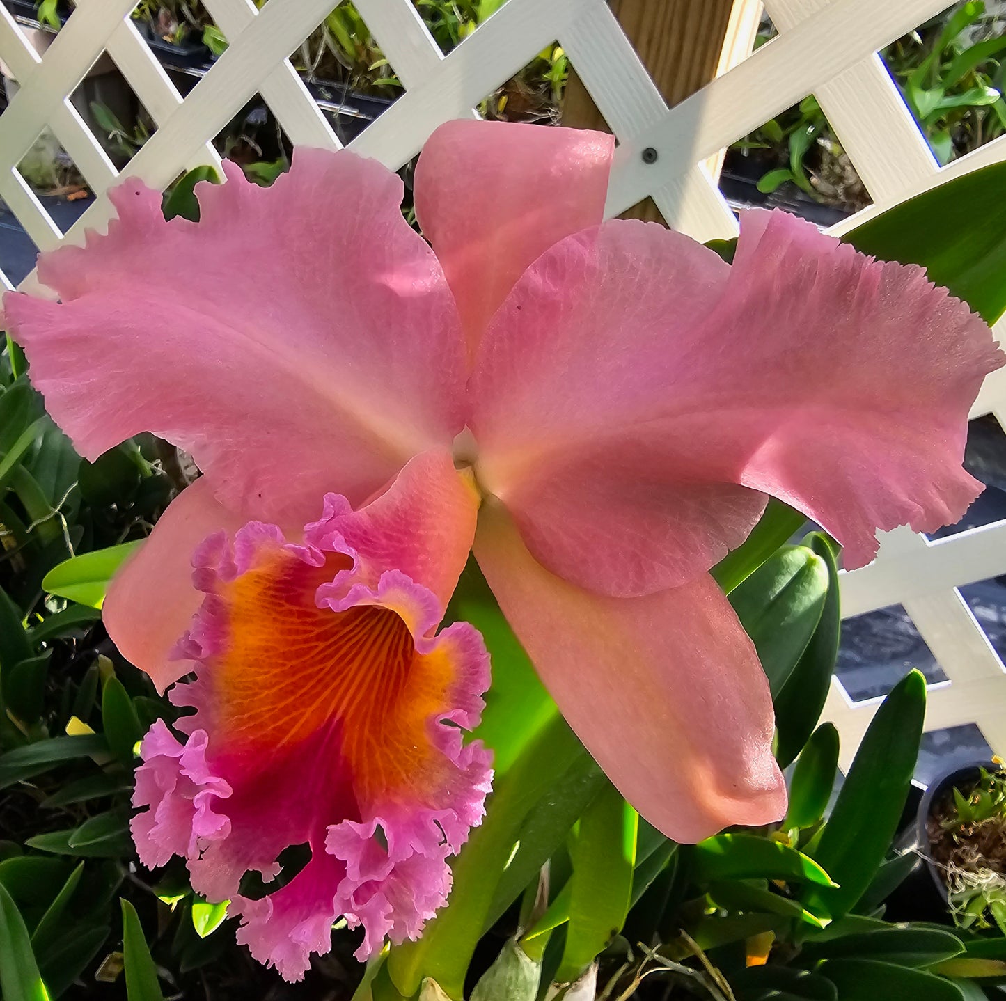 Rlc George King 'Serendipity' (Rhyncholaeliocattleya Buttercup × Cattleya Bob Betts)