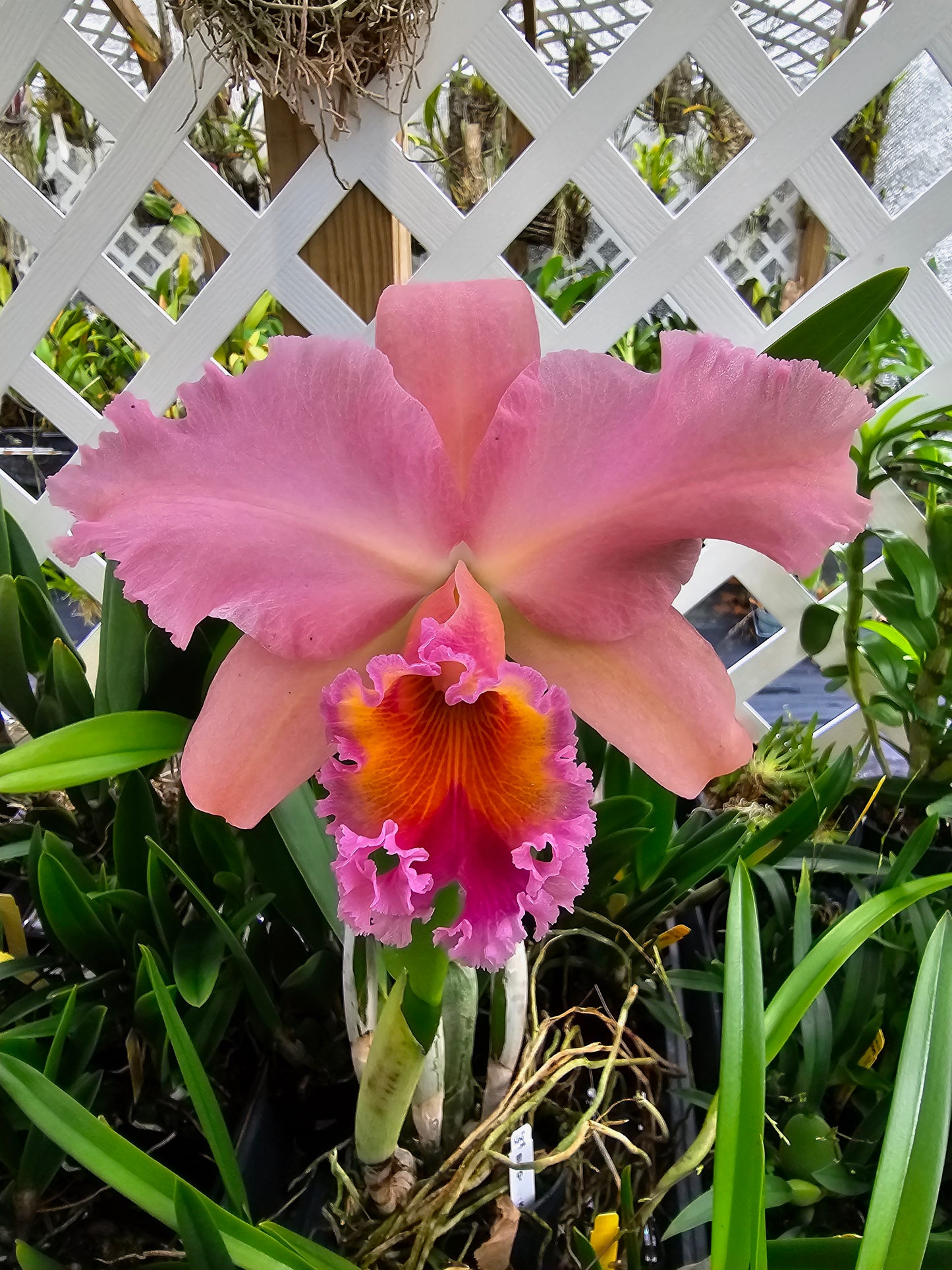 Rlc George King 'Serendipity' (Rhyncholaeliocattleya Buttercup × Cattleya Bob Betts)