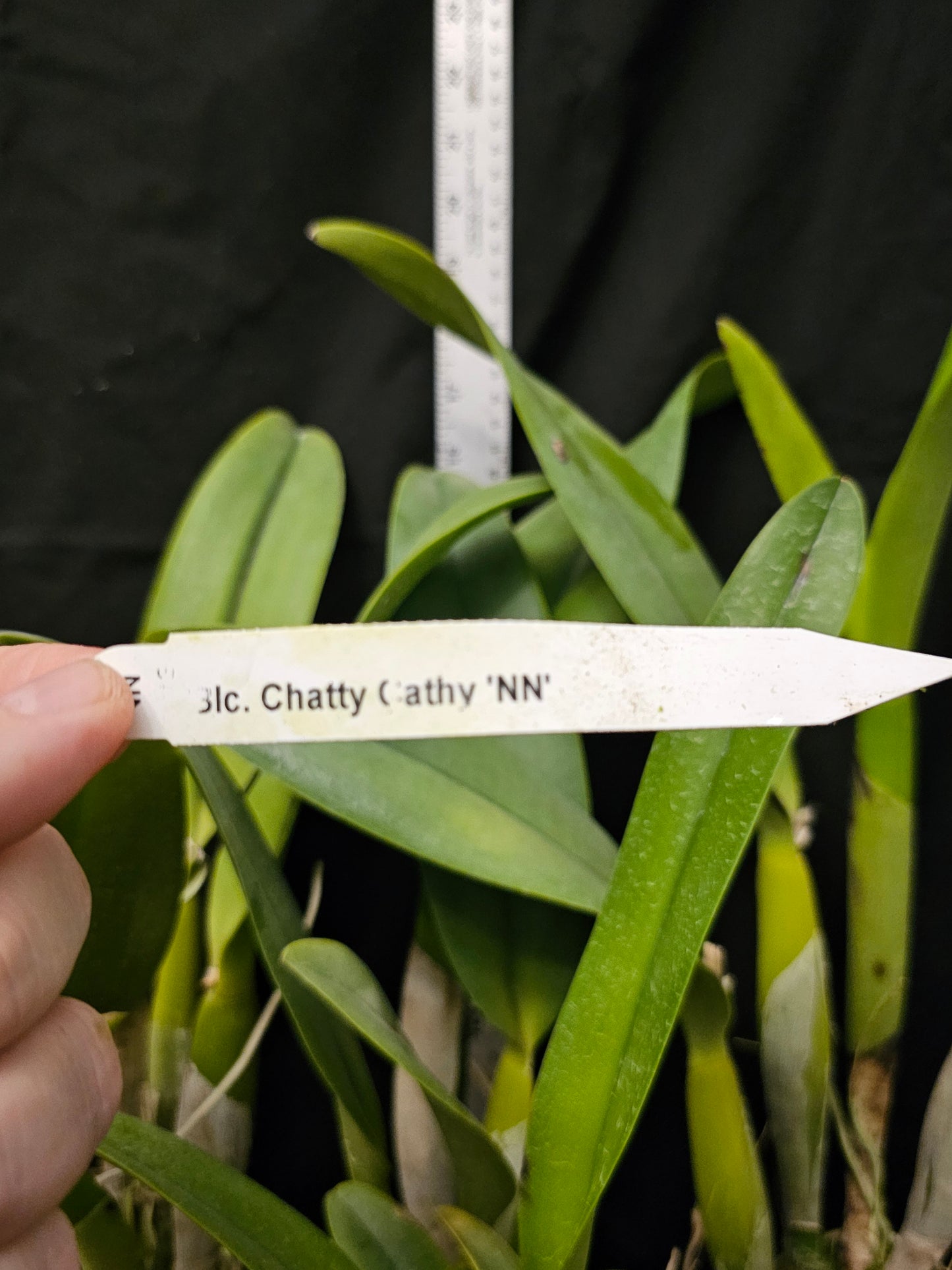 Rlc Chatty Cathy 'NN' (Rlc Mahina Yahiro × Rth Hsinying Catherine)