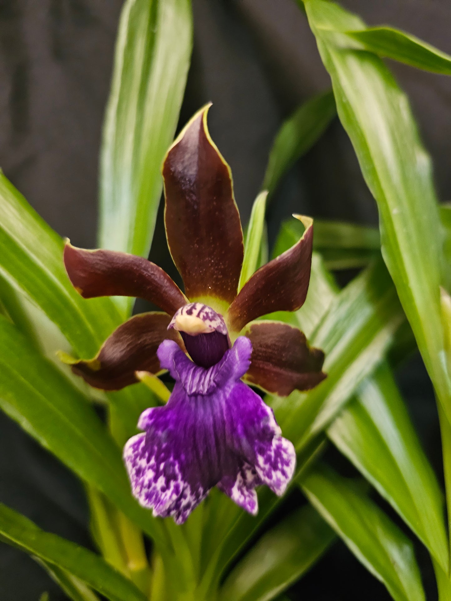 Zygopetalum Debbie De Mello 'Honolulu Baby' AM/AOS Blooming size awarded Zygo clone