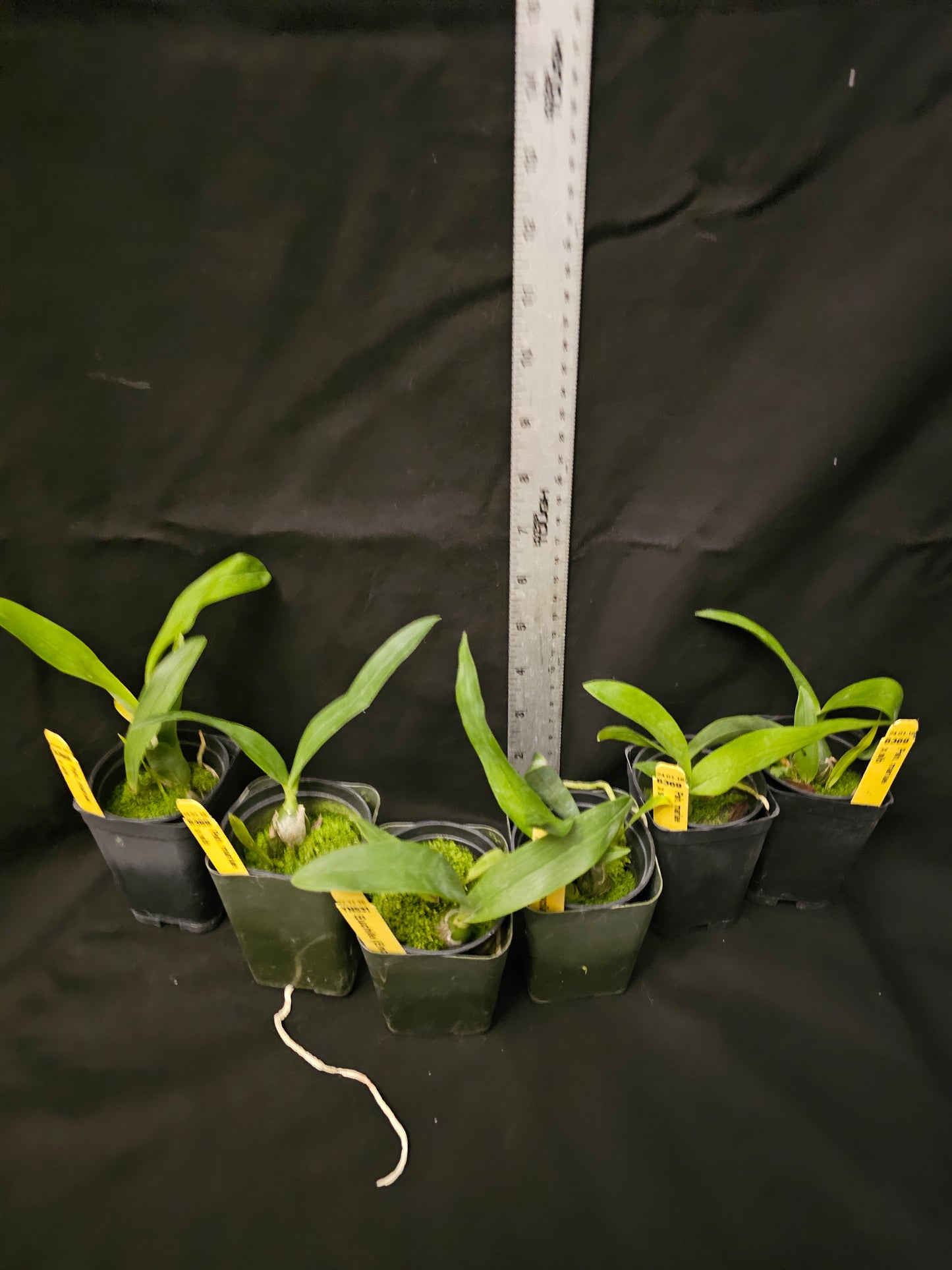 Prosthechea (Psh) mariae Rare orchid speicies