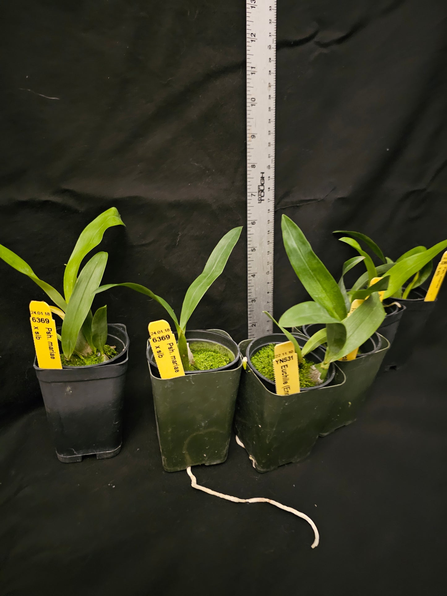 Prosthechea (Psh) mariae Rare orchid speicies