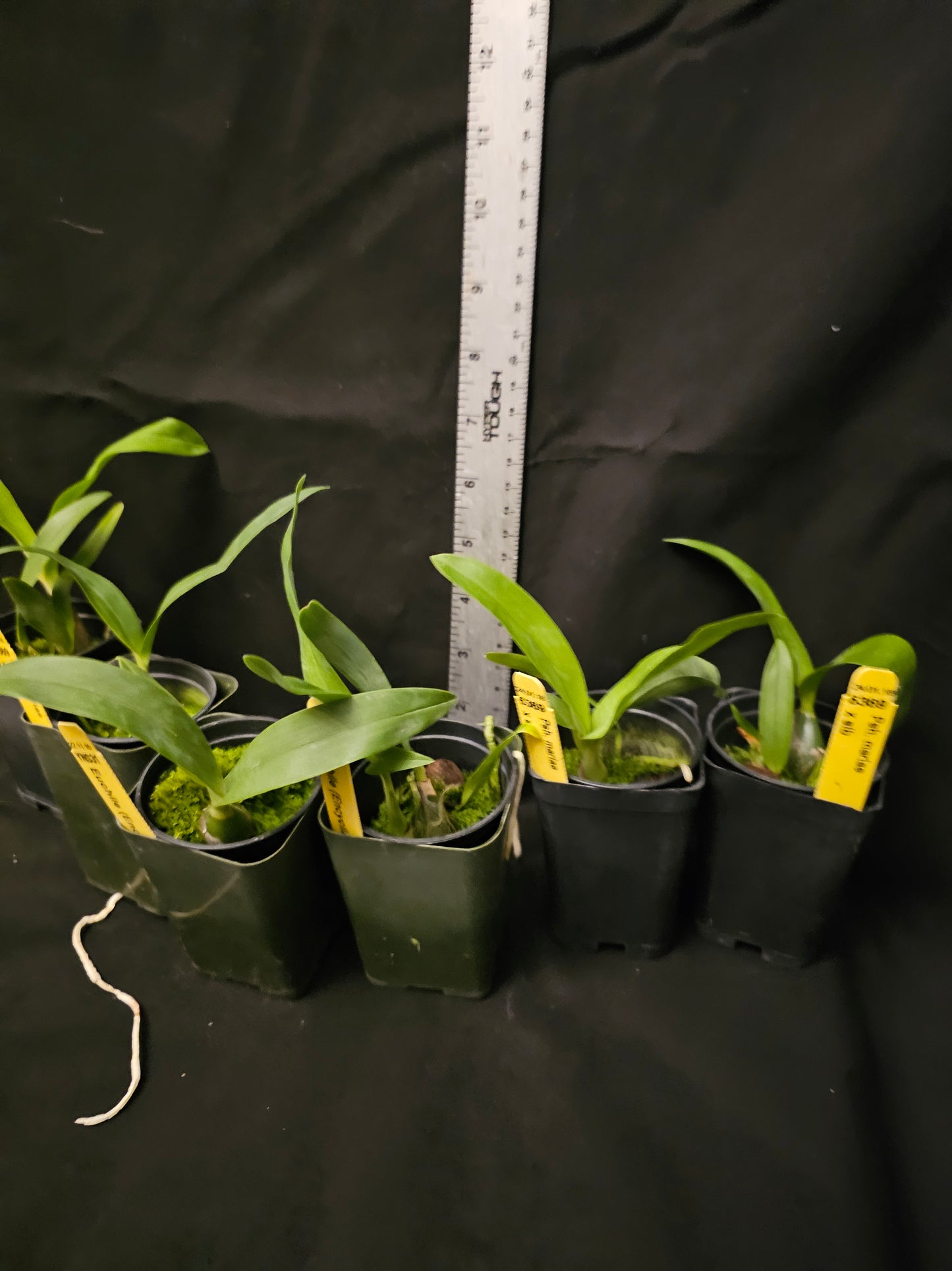 Prosthechea (Psh) mariae Rare orchid speicies