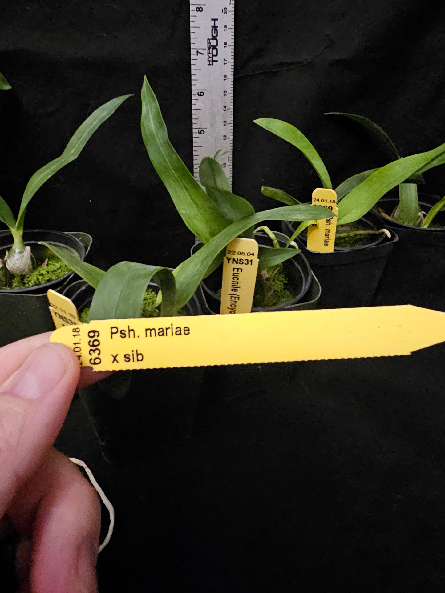 Prosthechea (Psh) mariae Rare orchid speicies