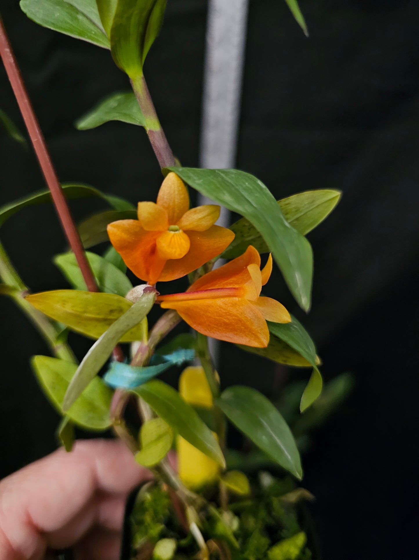 Dendroboum chrysopterum, Blooming size Dendrobium orchid species.