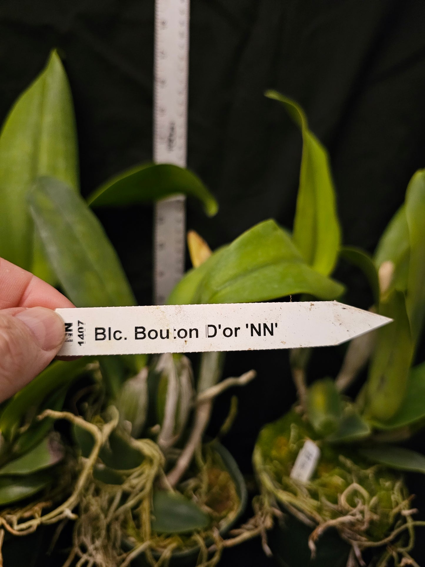 Rlc Bouton D'Or 'NN' blooming size catteya clone