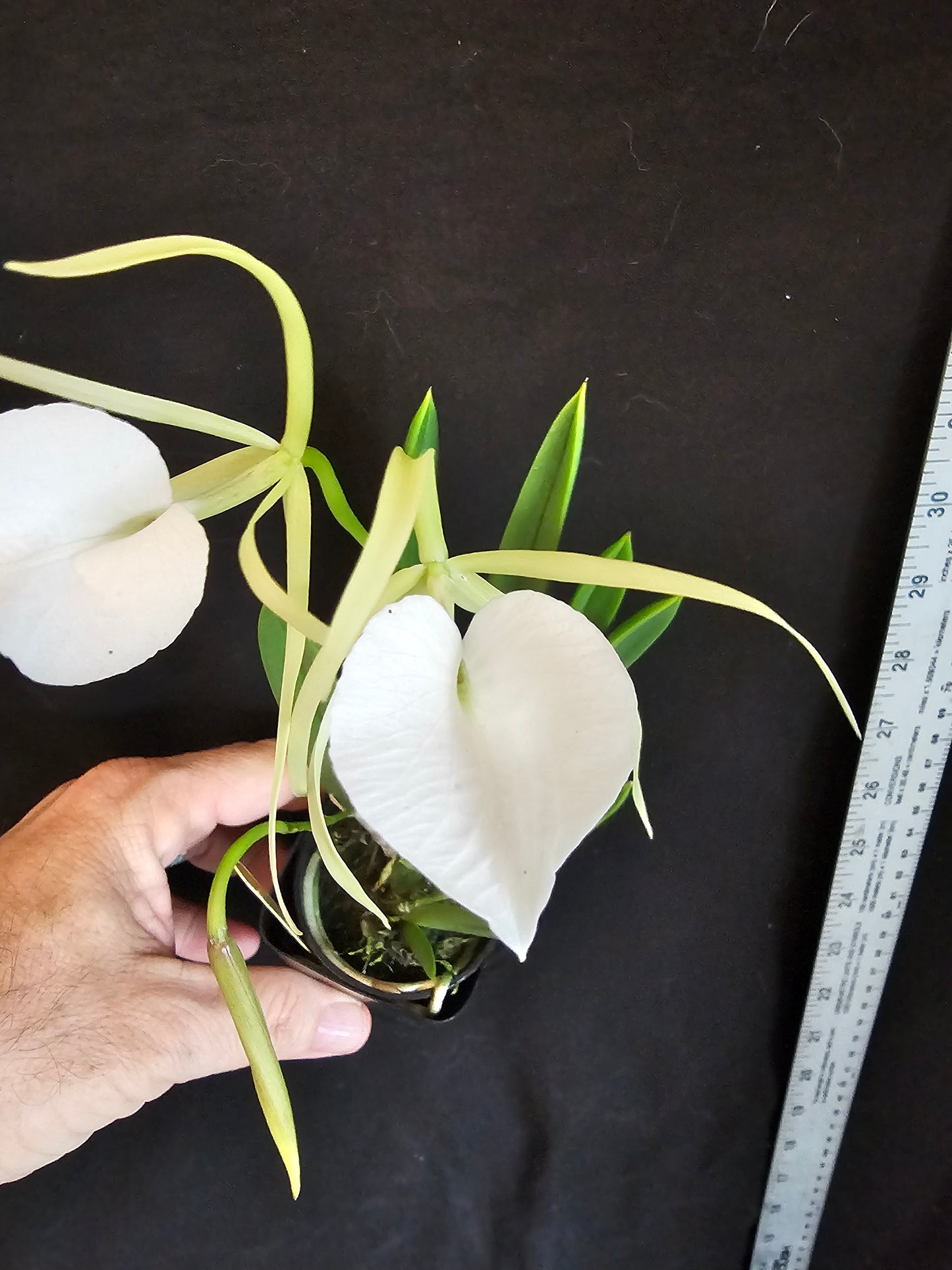 Brassavola nodosa, Blooming size orchid species. Lady of the night Highly fragrant at night