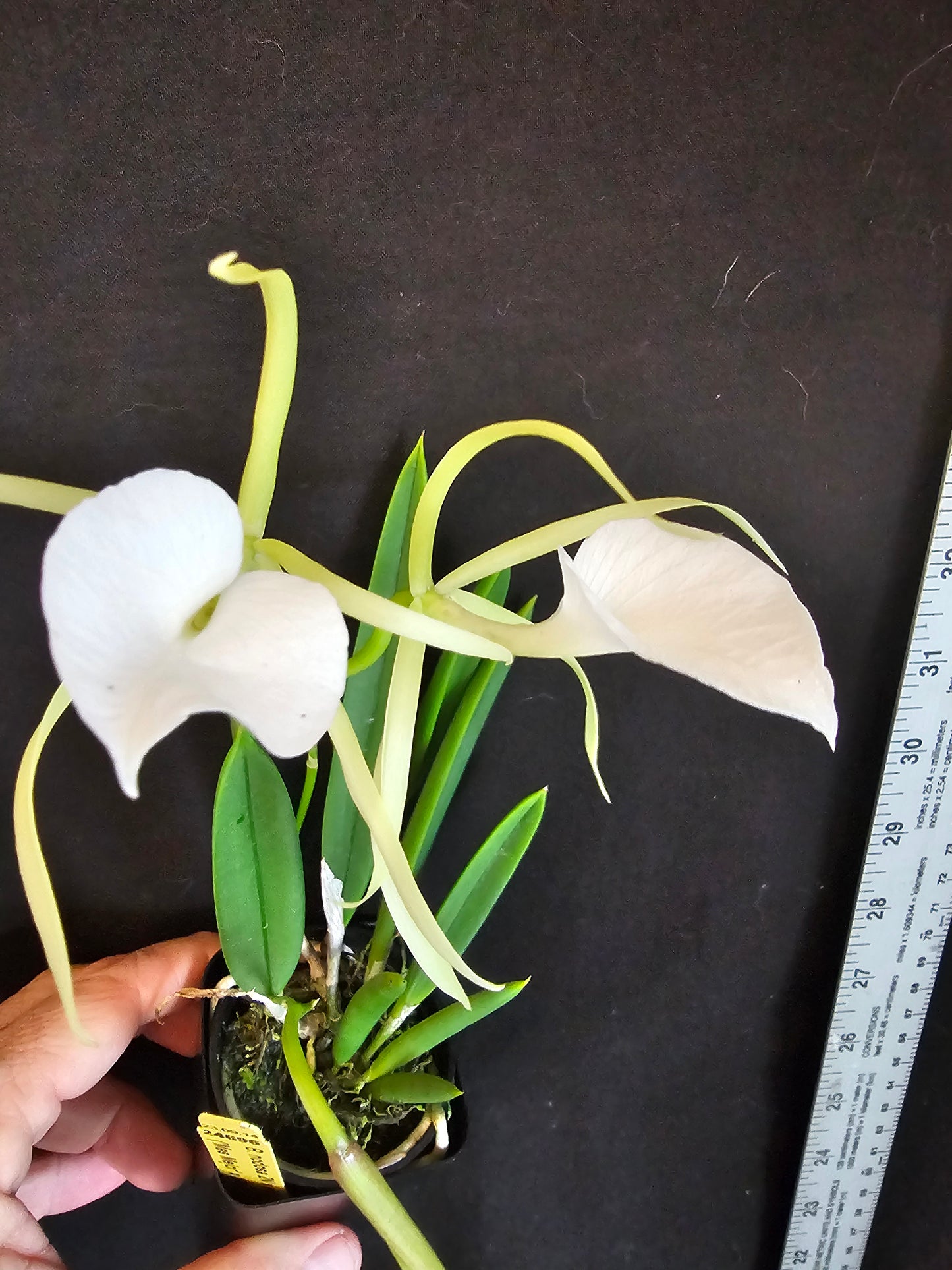 Brassavola nodosa, Blooming size orchid species. Lady of the night Highly fragrant at night