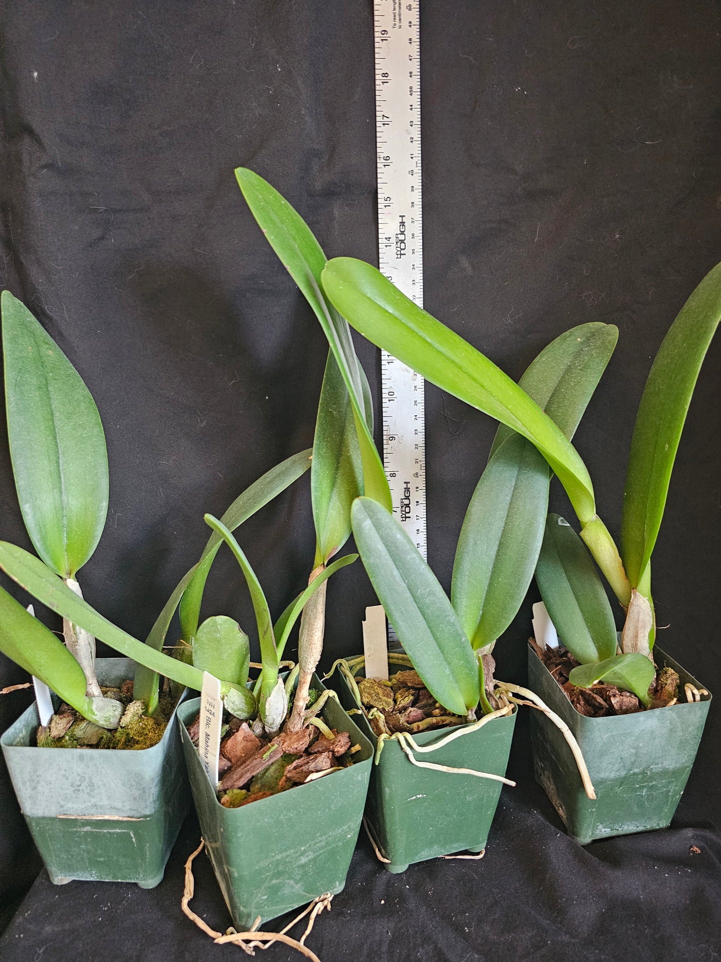 Rlc Mahina Yahiro 'Julie' Near blooming size cattleya orchid clone. *Not the mutation*