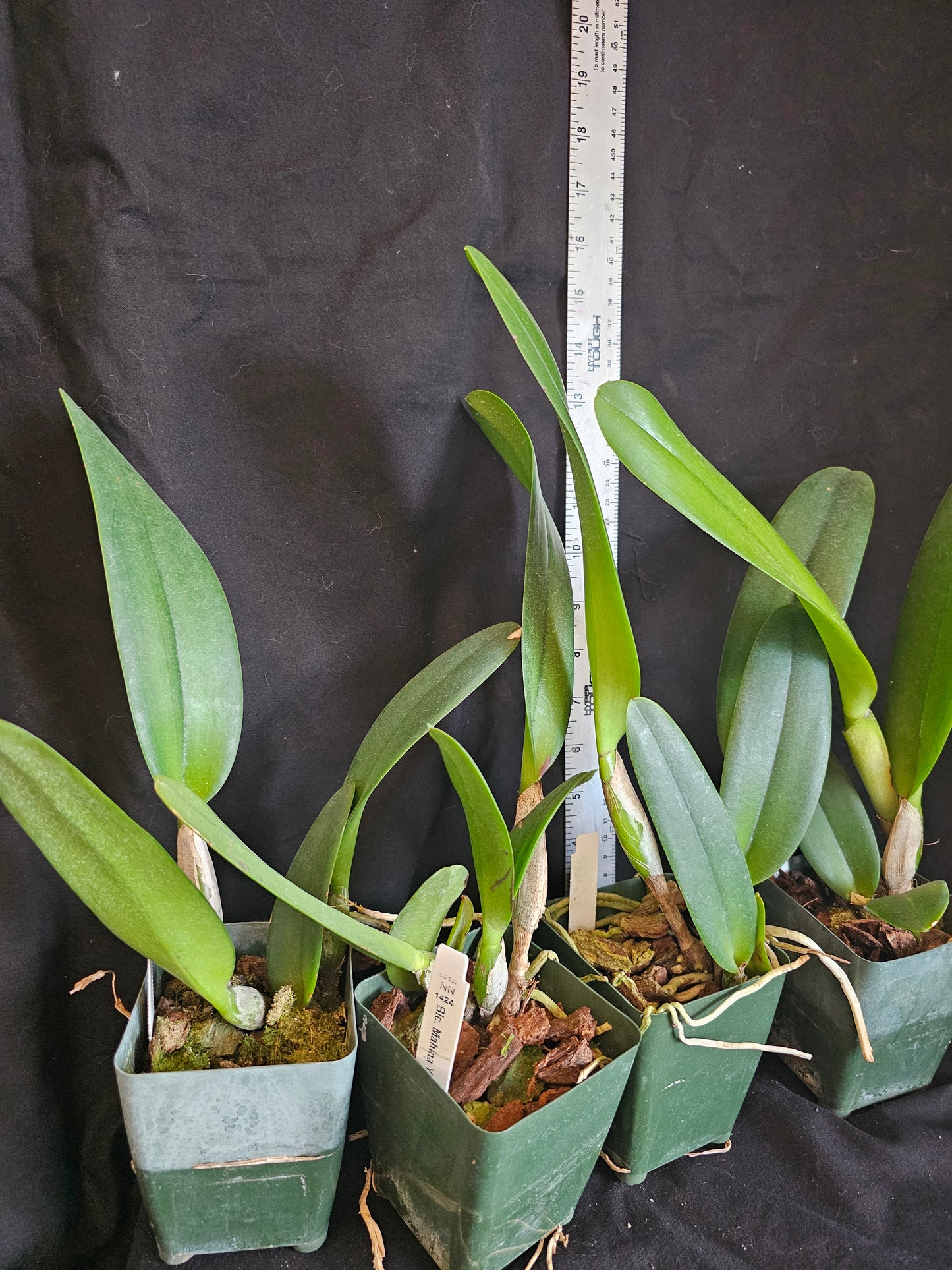 Rlc Mahina Yahiro 'Julie' Near blooming size cattleya orchid clone. *Not the mutation*