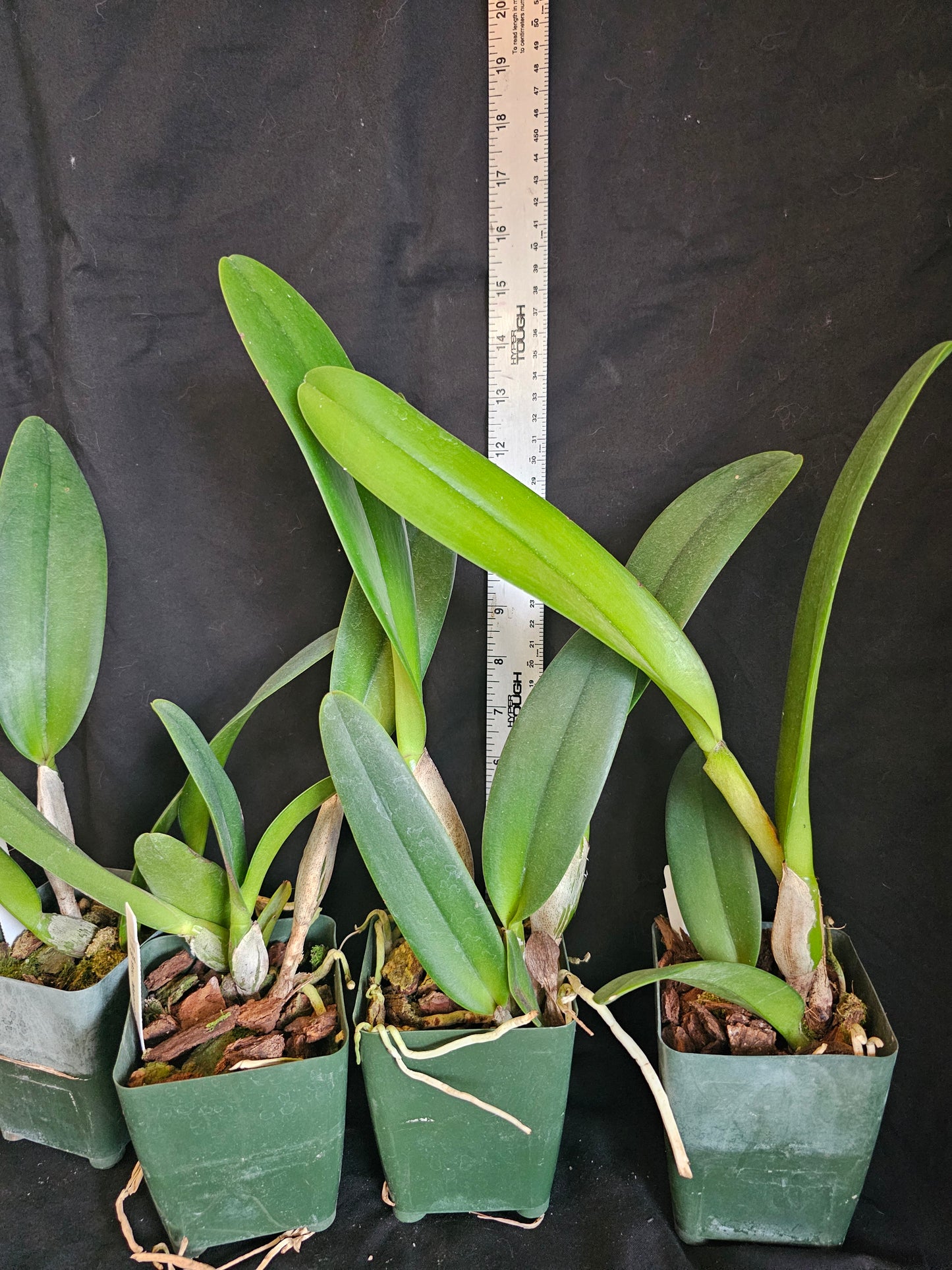 Rlc Mahina Yahiro 'Julie' Near blooming size cattleya orchid clone. *Not the mutation*