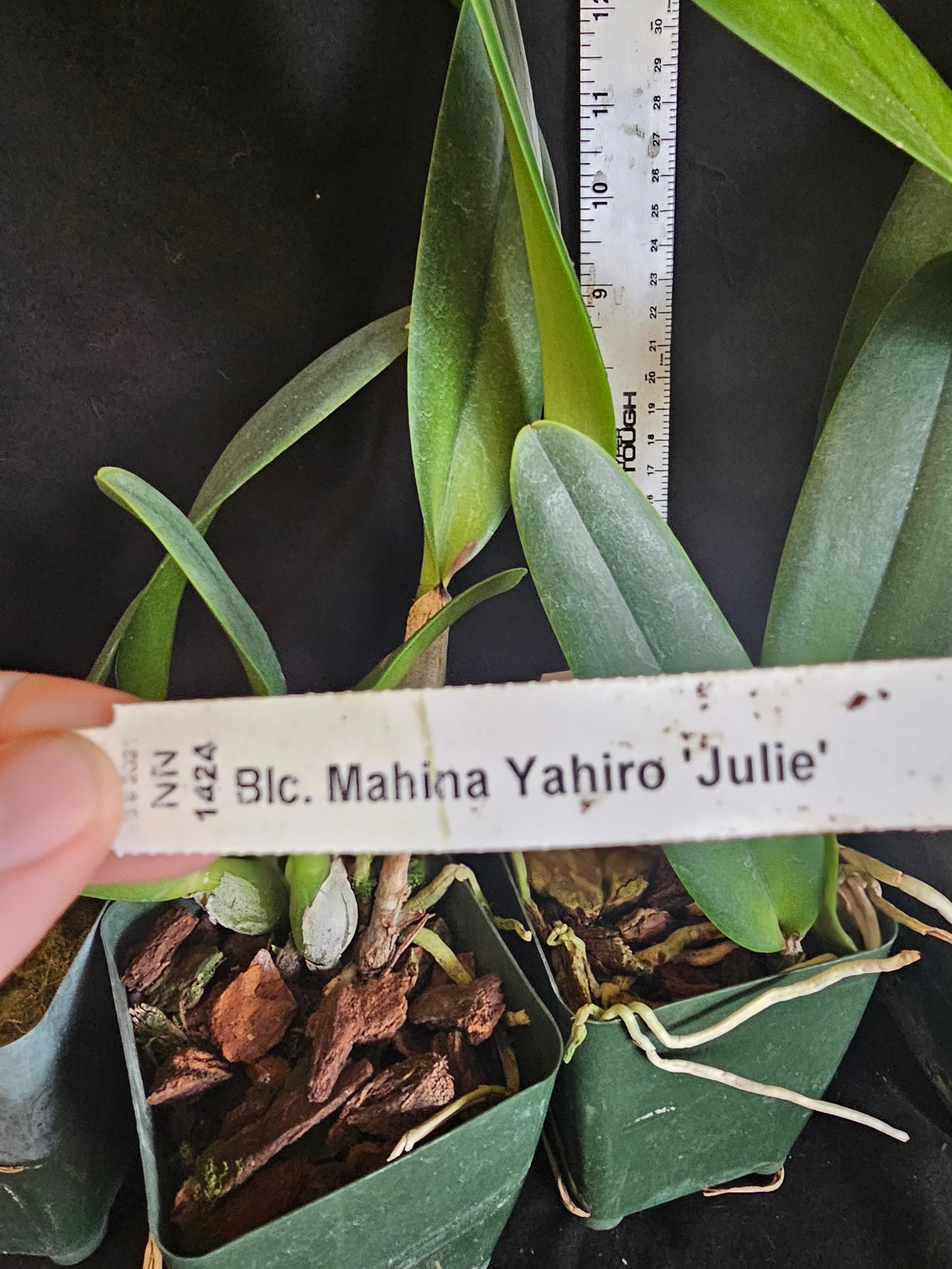 Rlc Mahina Yahiro 'Julie' Near blooming size cattleya orchid clone. *Not the mutation*