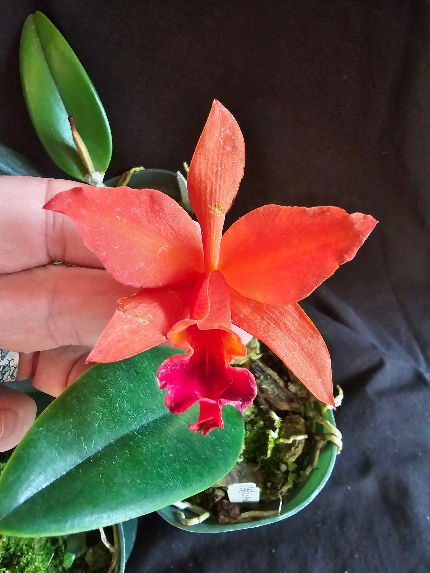 LC Firedance 'Patricia' Blooming size Compact growing cattleya orchid clone.