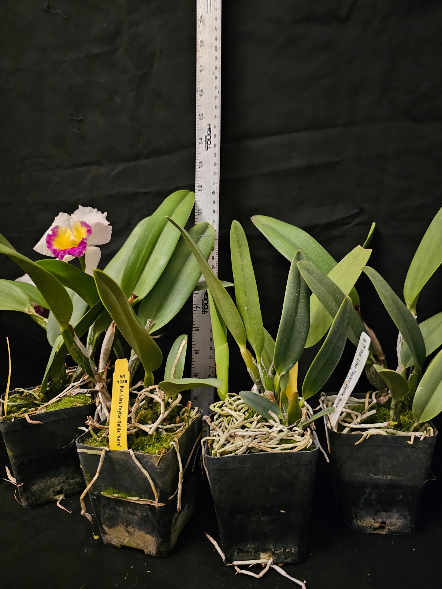 Rlc Lisa Taylor Gallis 'Nora' Blooming size compact growing cattleya orchid clone. Fragrant