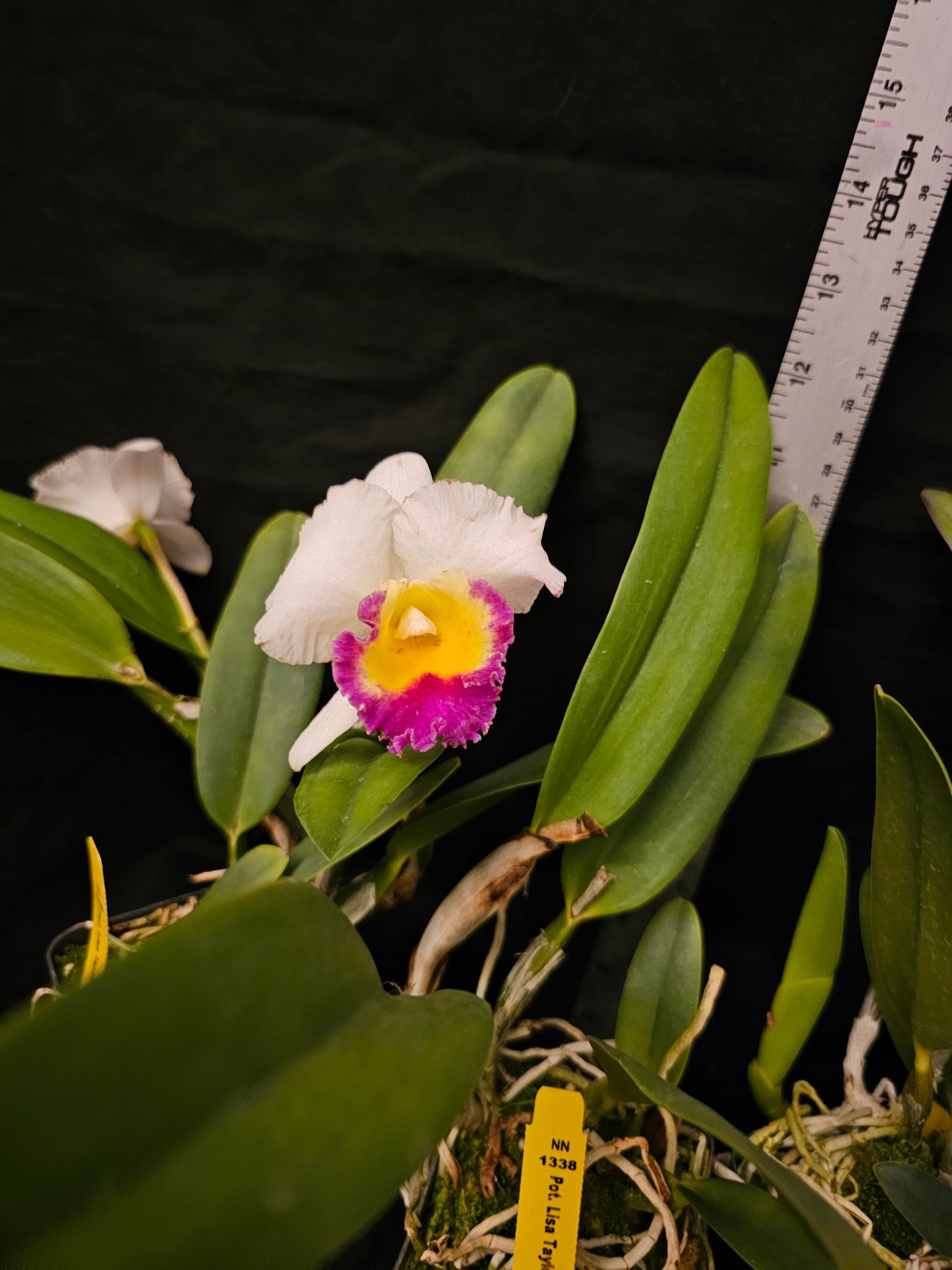 Rlc Lisa Taylor Gallis 'Nora' Blooming size compact growing cattleya orchid clone. Fragrant