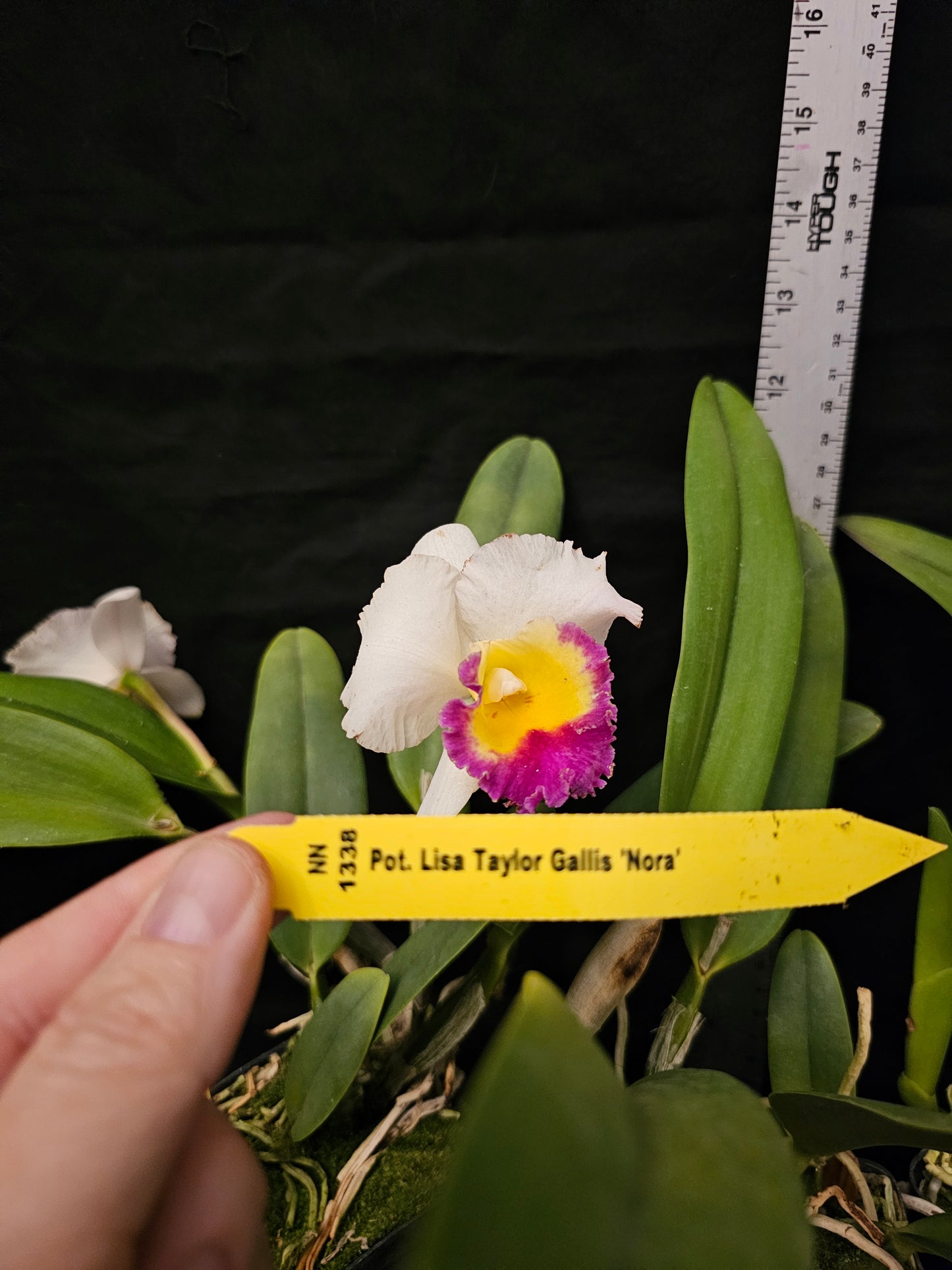 Rlc Lisa Taylor Gallis 'Nora' Blooming size compact growing cattleya orchid clone. Fragrant