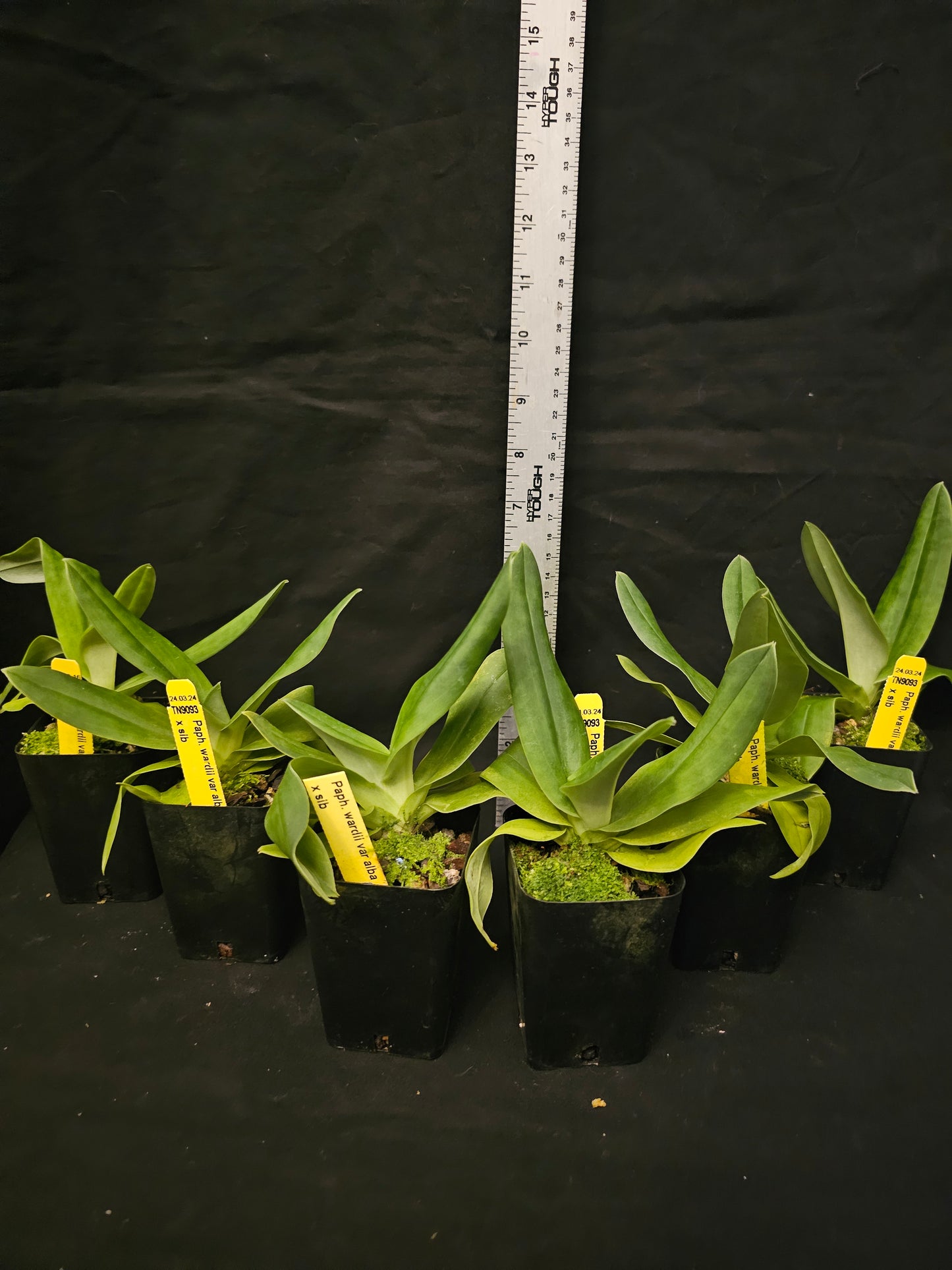 Paphiopedilum wardii var alba x sib. Blooming size compact paph species