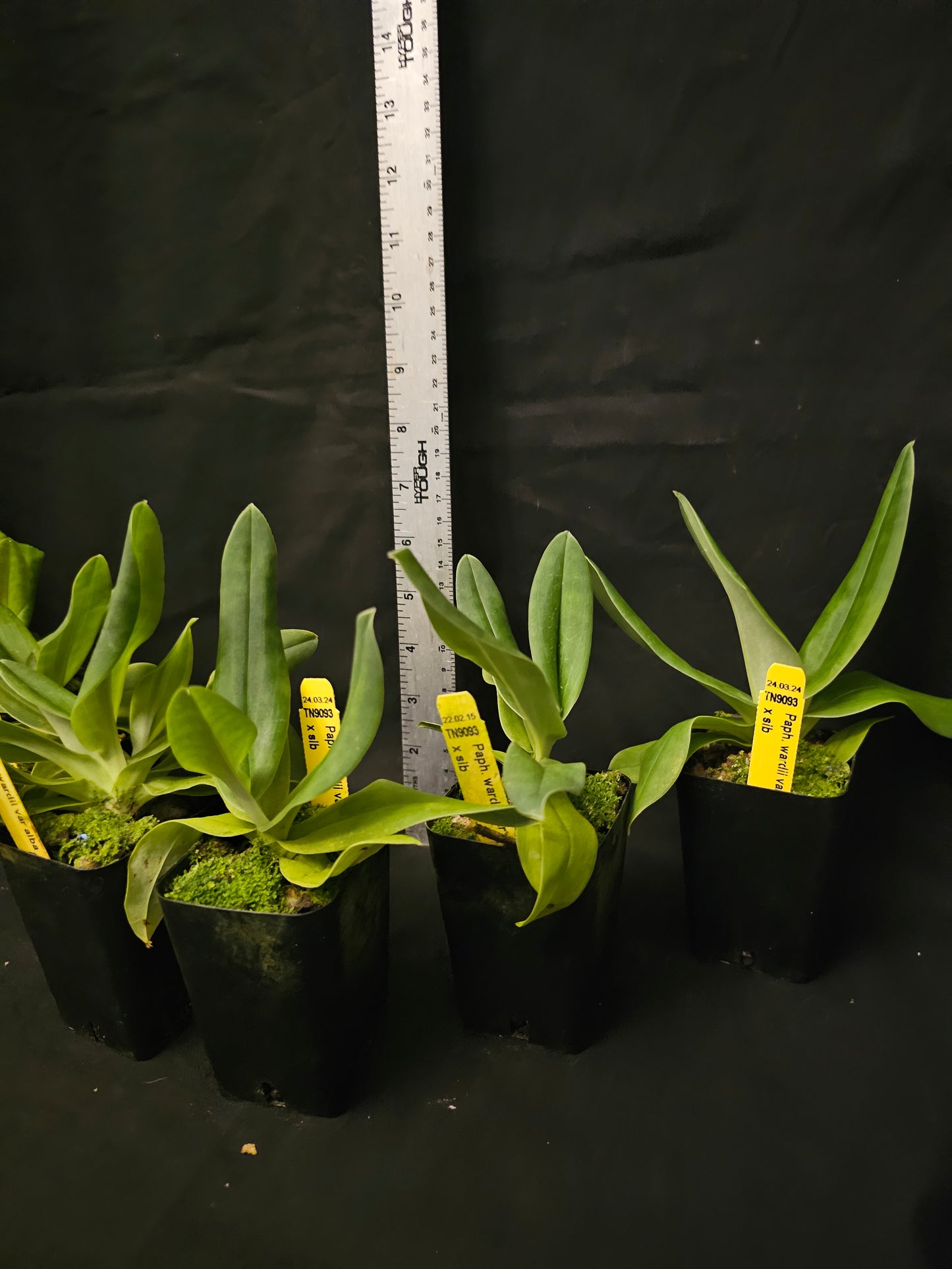 Paphiopedilum wardii var alba x sib. Blooming size compact paph species