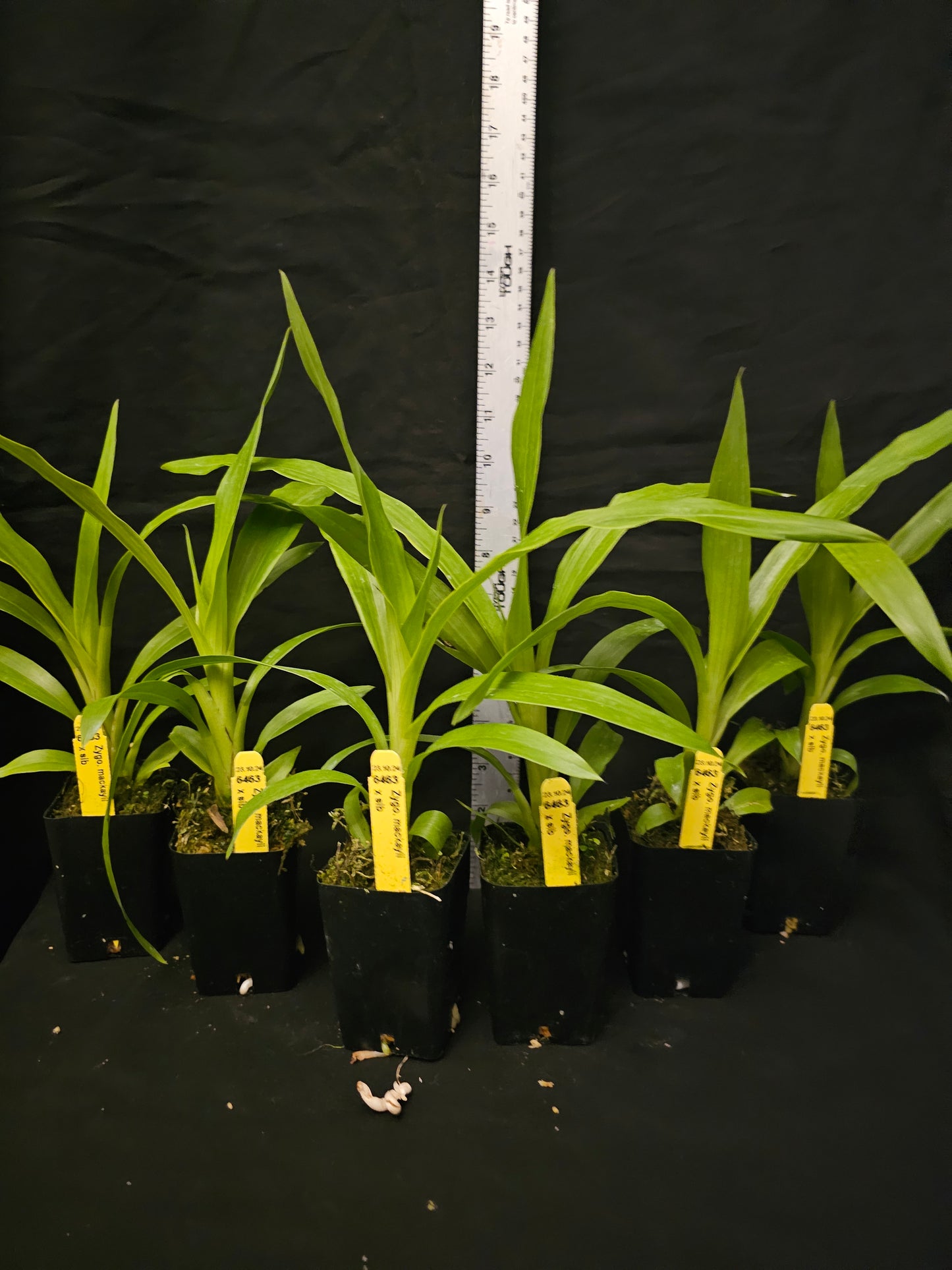 Zygopetalum mackyai, near blooming size zygopetalum species.