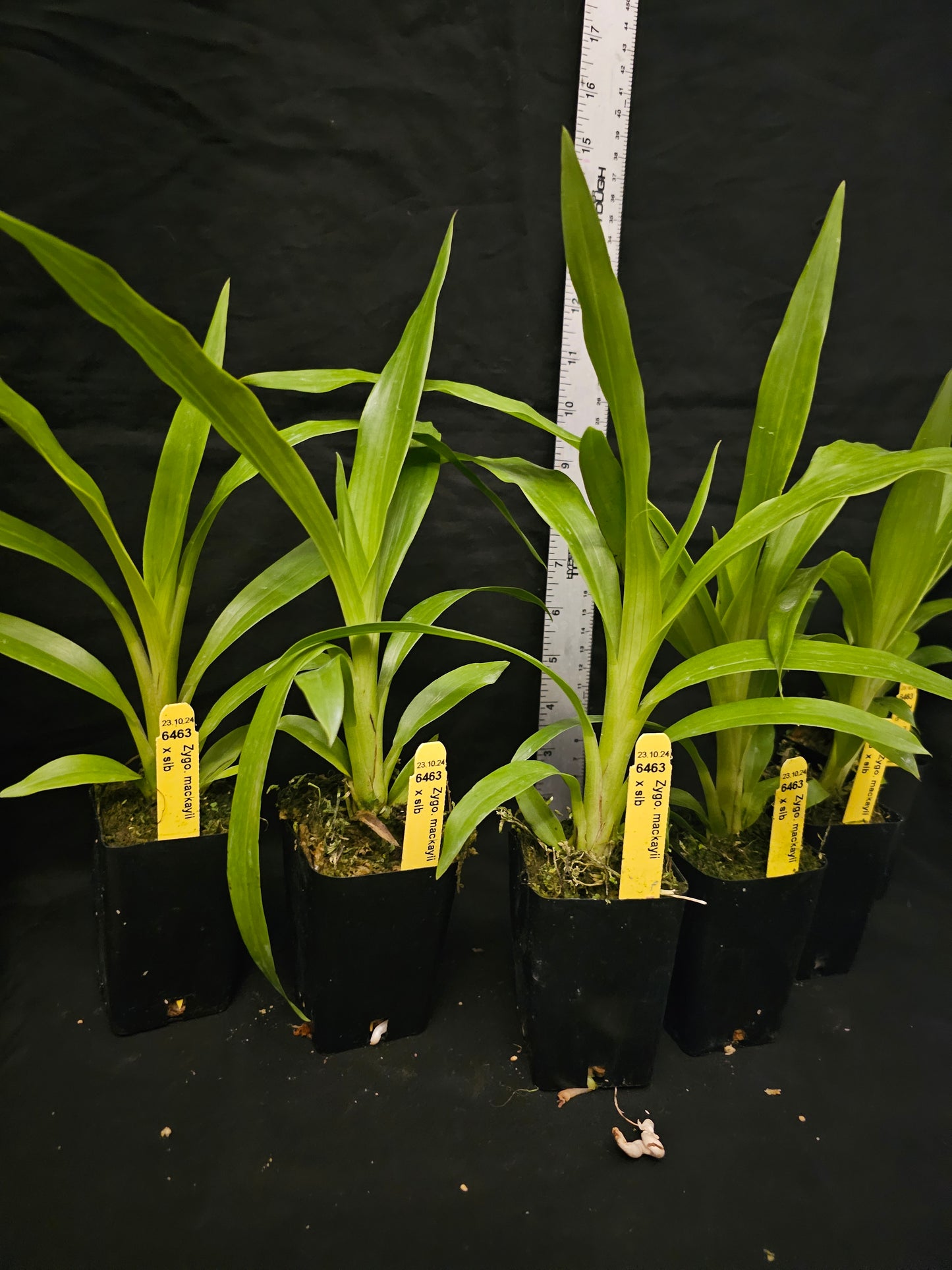 Zygopetalum mackyai, near blooming size zygopetalum species.