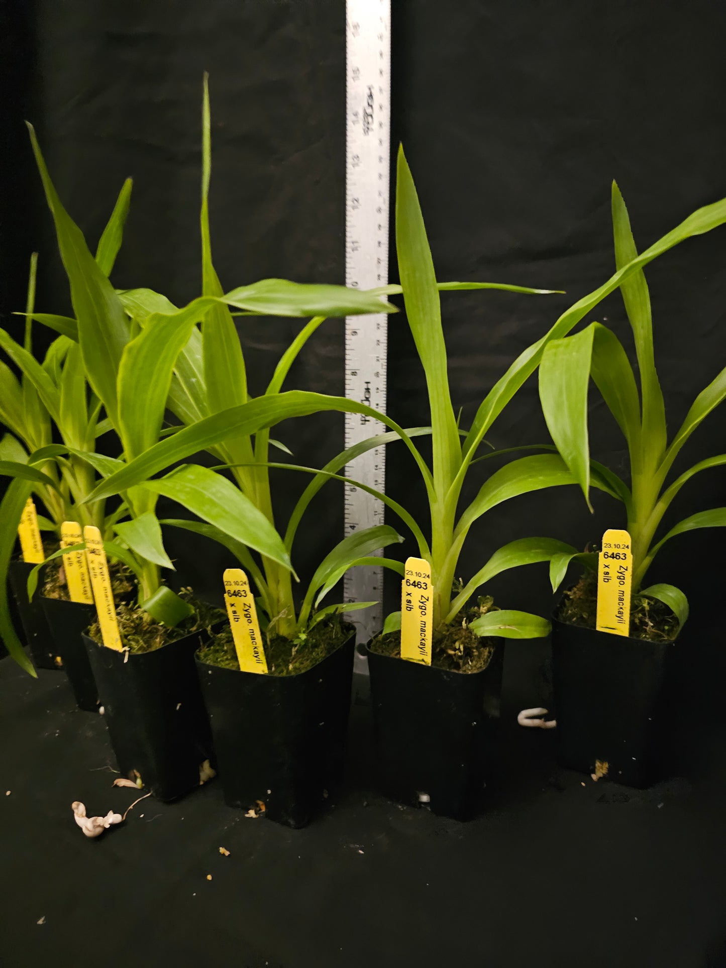 Zygopetalum mackyai, near blooming size zygopetalum species.