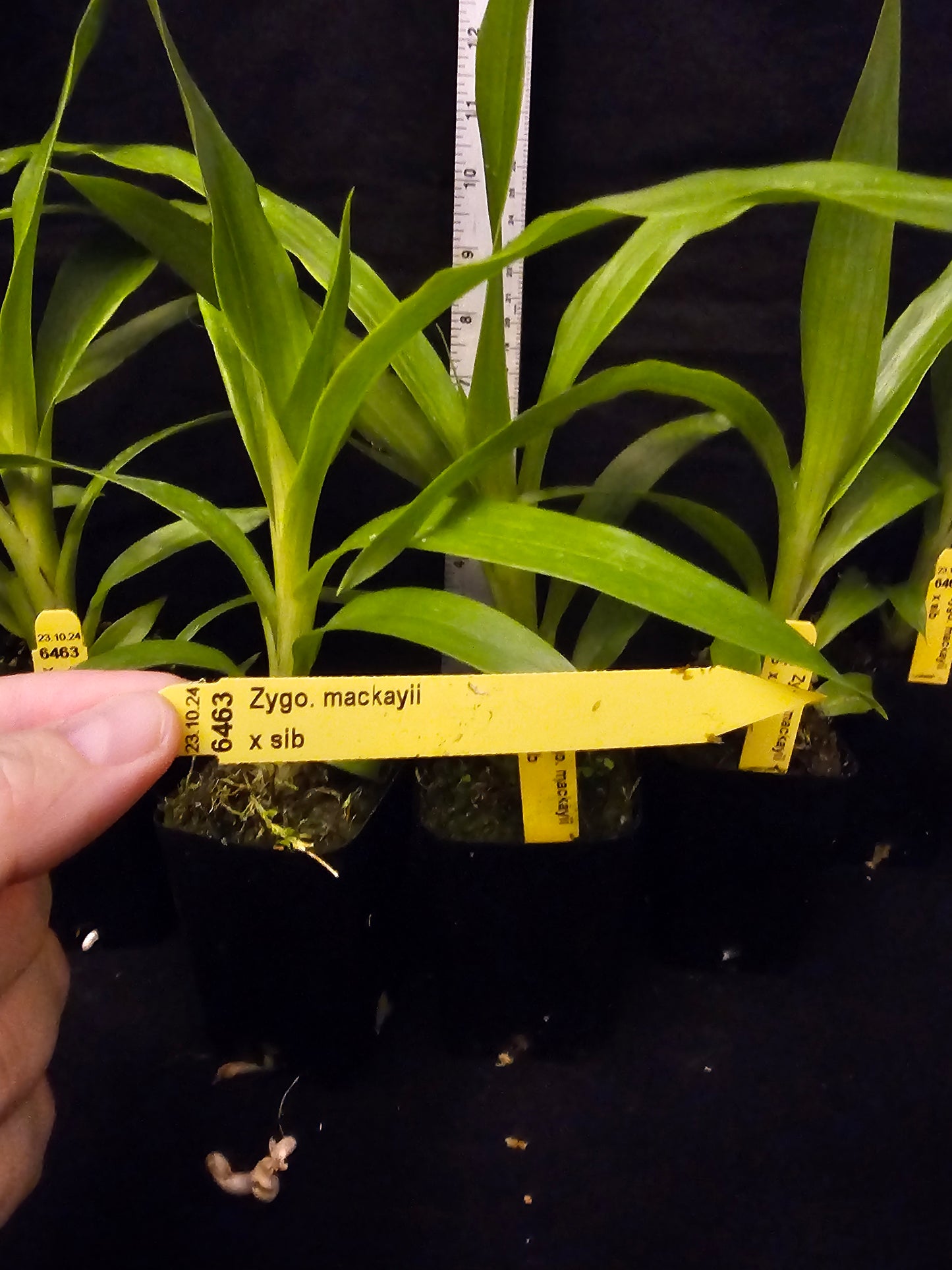 Zygopetalum mackyai, near blooming size zygopetalum species.