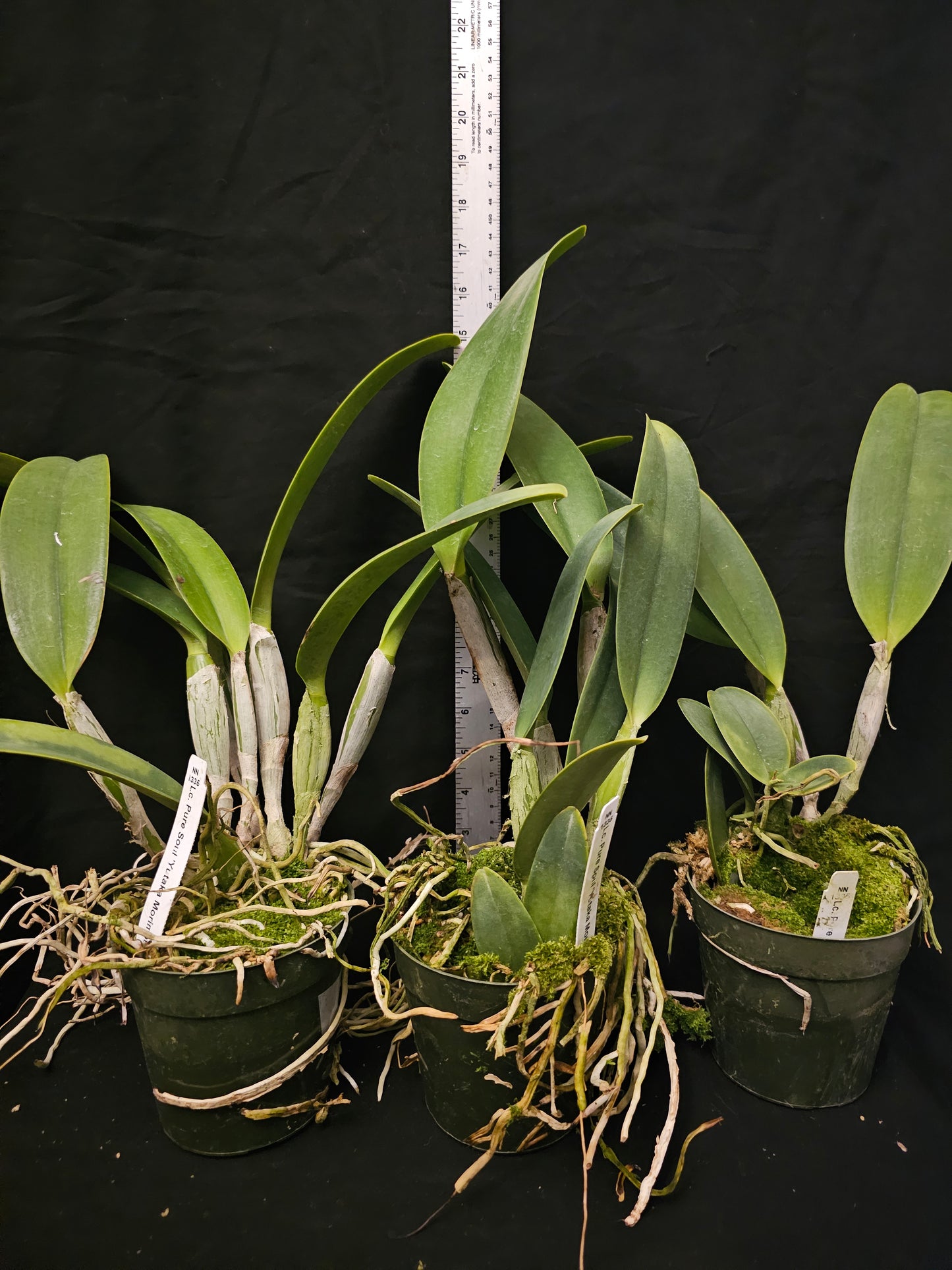 Lc Pure Soul 'Yutaka Morimoto' Blooming size cattleya orchid clone. 4" pot. Fragrant blooms