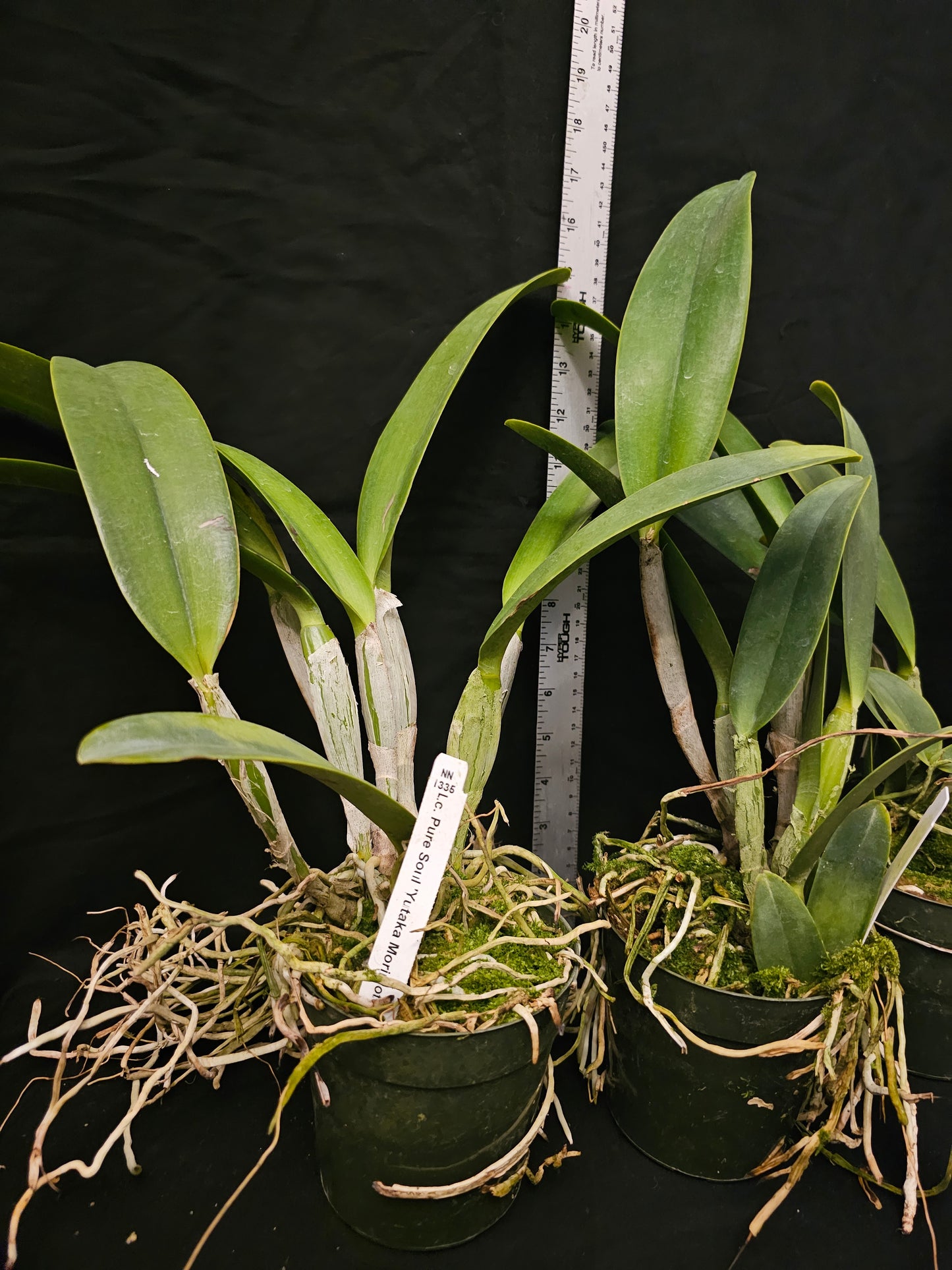 Lc Pure Soul 'Yutaka Morimoto' Blooming size cattleya orchid clone. 4" pot. Fragrant blooms