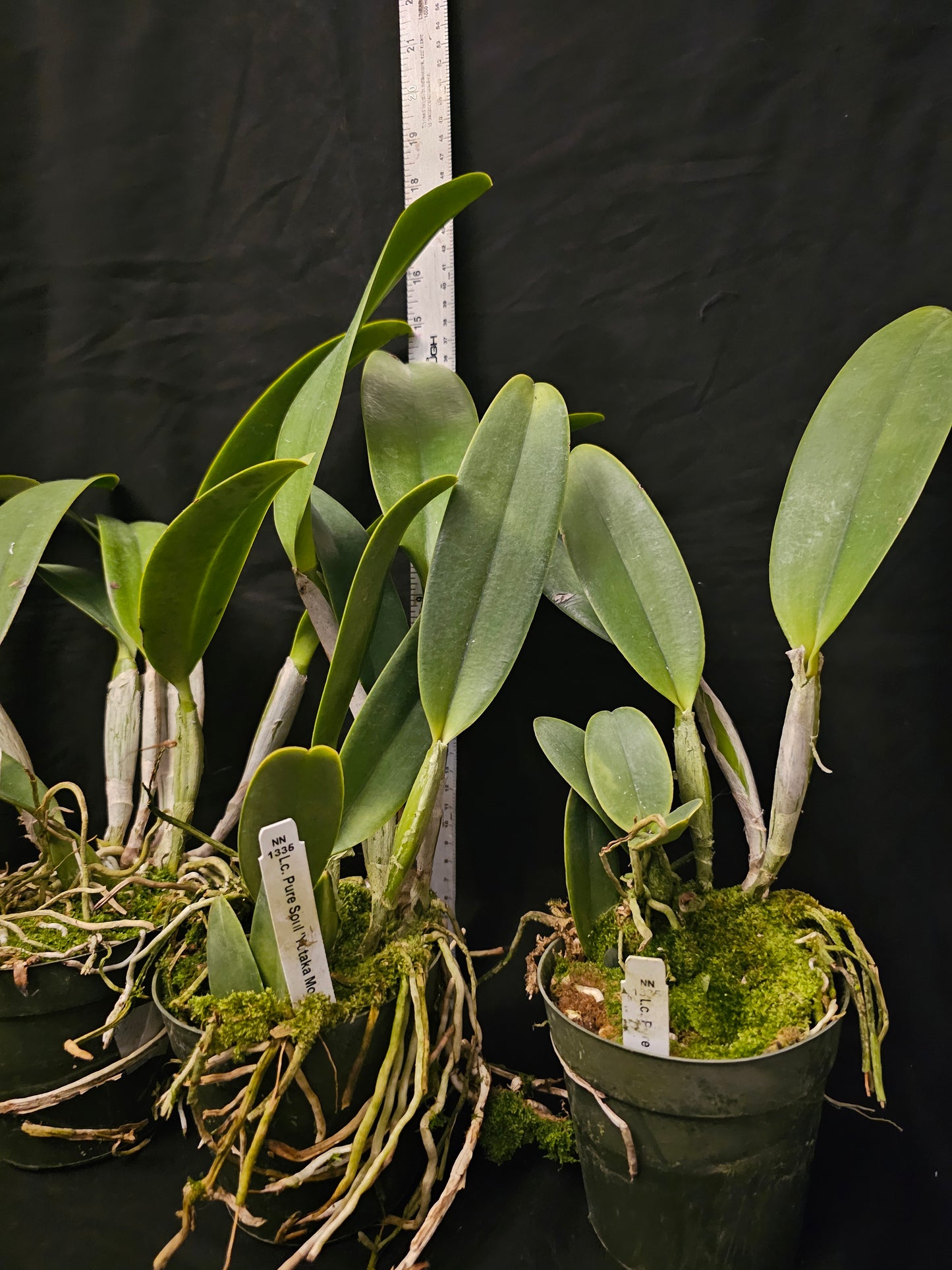 Lc Pure Soul 'Yutaka Morimoto' Blooming size cattleya orchid clone. 4" pot. Fragrant blooms