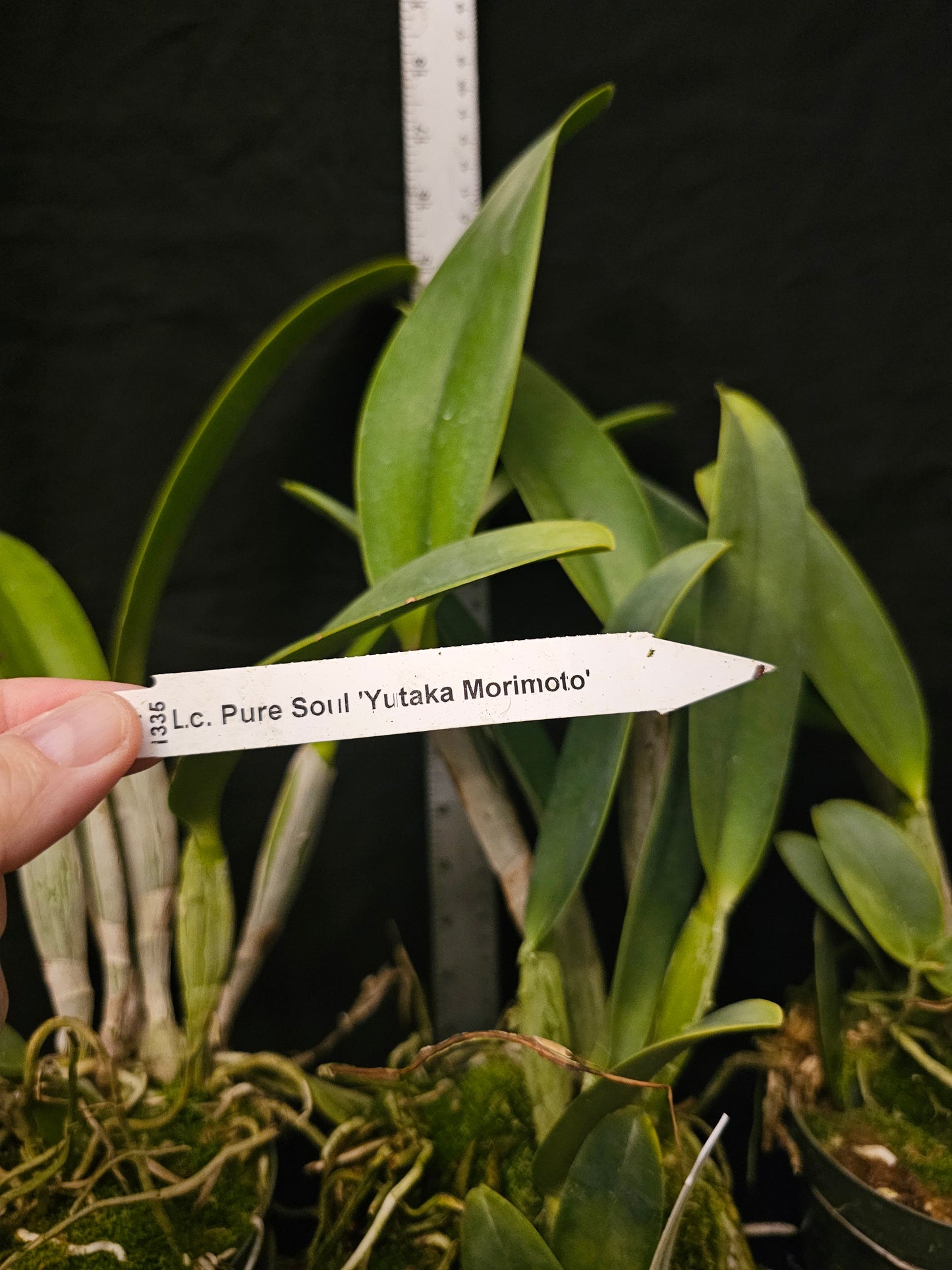 Lc Pure Soul 'Yutaka Morimoto' Blooming size cattleya orchid clone. 4" pot. Fragrant blooms