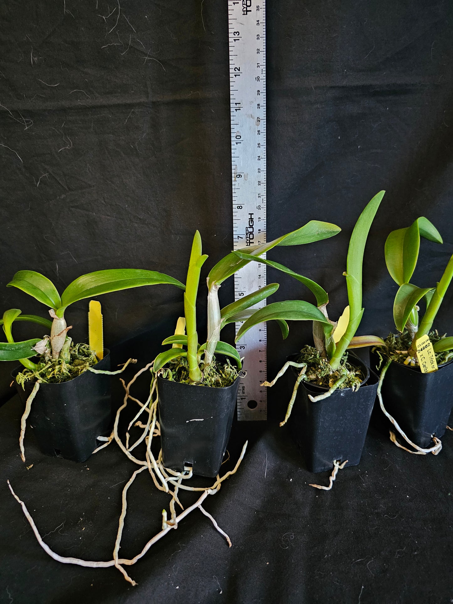 Ctt. Caribbean Treat. (Lc Trick or Treat x Ctt Caribbean) near blooming size cattleya. Seed grown plants not clones. Bloomsay vary