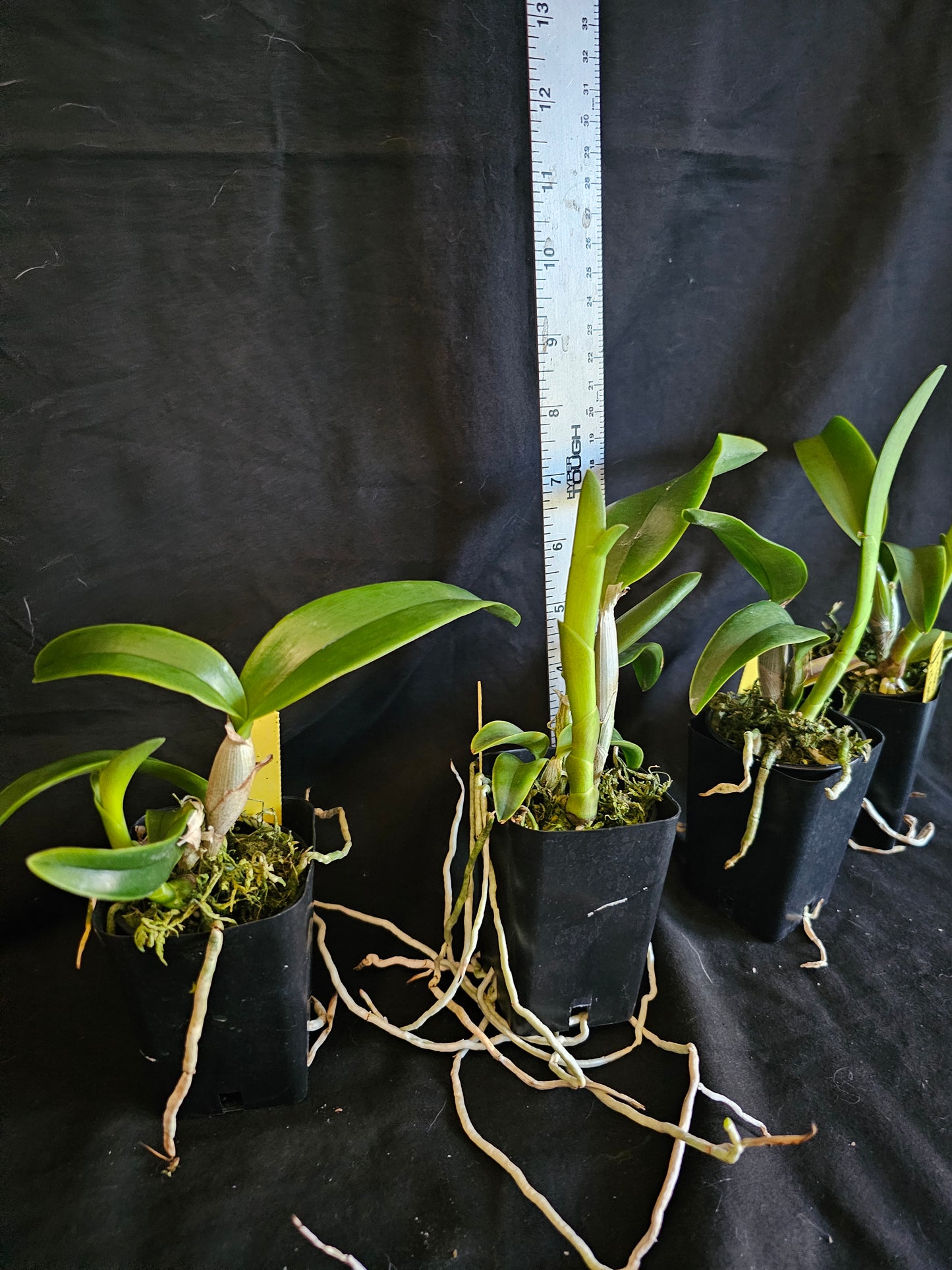 Ctt. Caribbean Treat. (Lc Trick or Treat x Ctt Caribbean) near blooming size cattleya. Seed grown plants not clones. Bloomsay vary