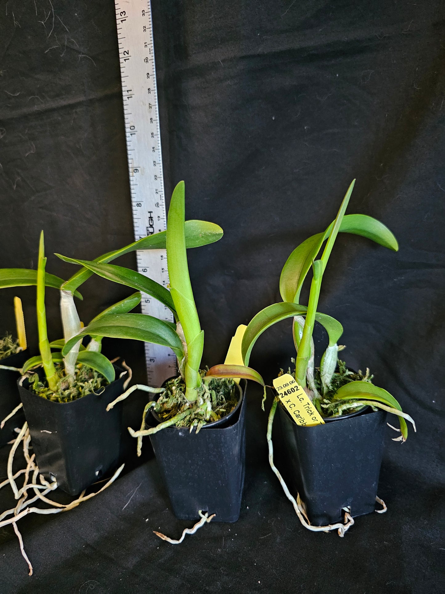 Ctt. Caribbean Treat. (Lc Trick or Treat x Ctt Caribbean) near blooming size cattleya. Seed grown plants not clones. Bloomsay vary