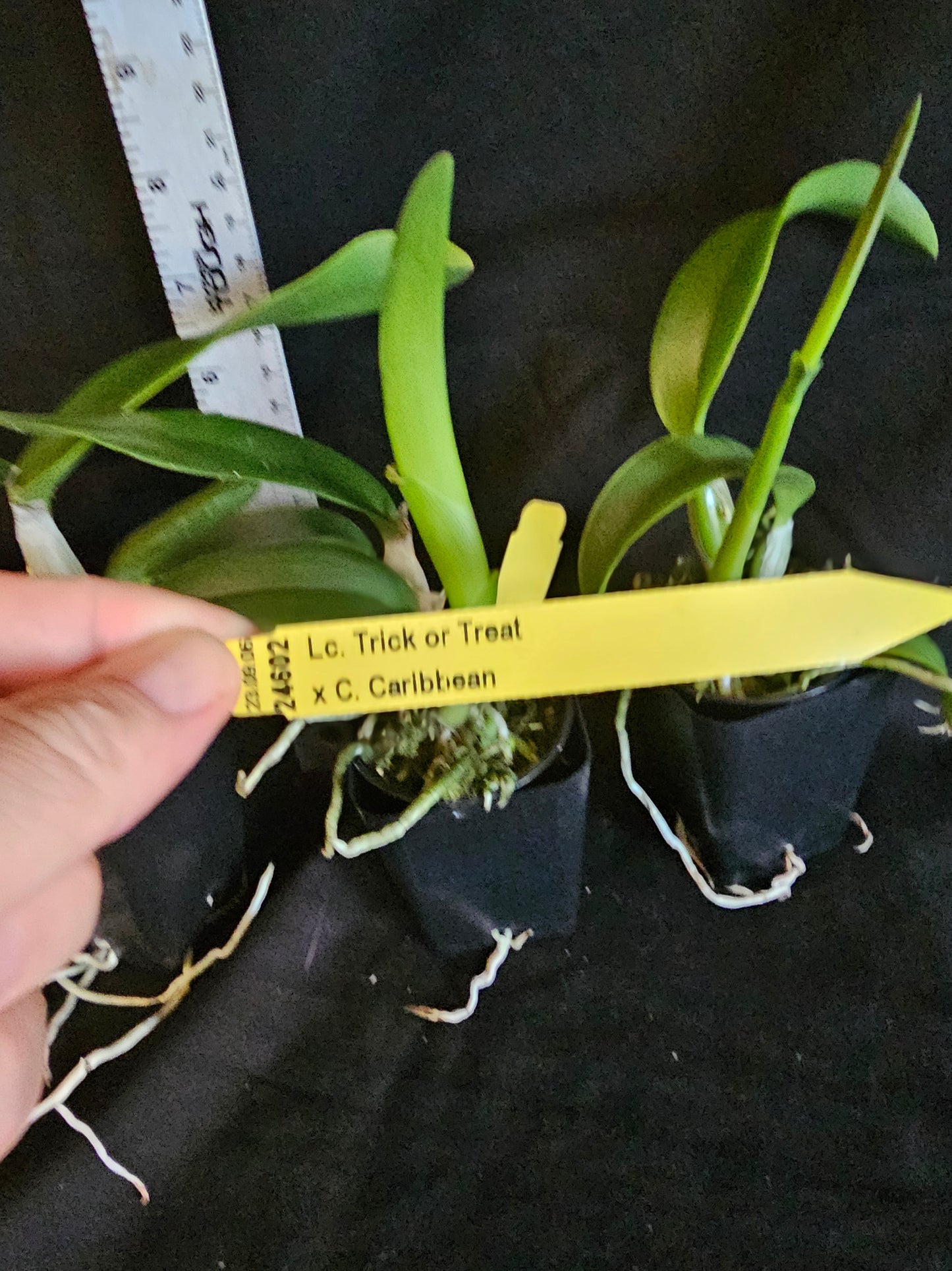 Ctt. Caribbean Treat. (Lc Trick or Treat x Ctt Caribbean) near blooming size cattleya. Seed grown plants not clones. Bloomsay vary