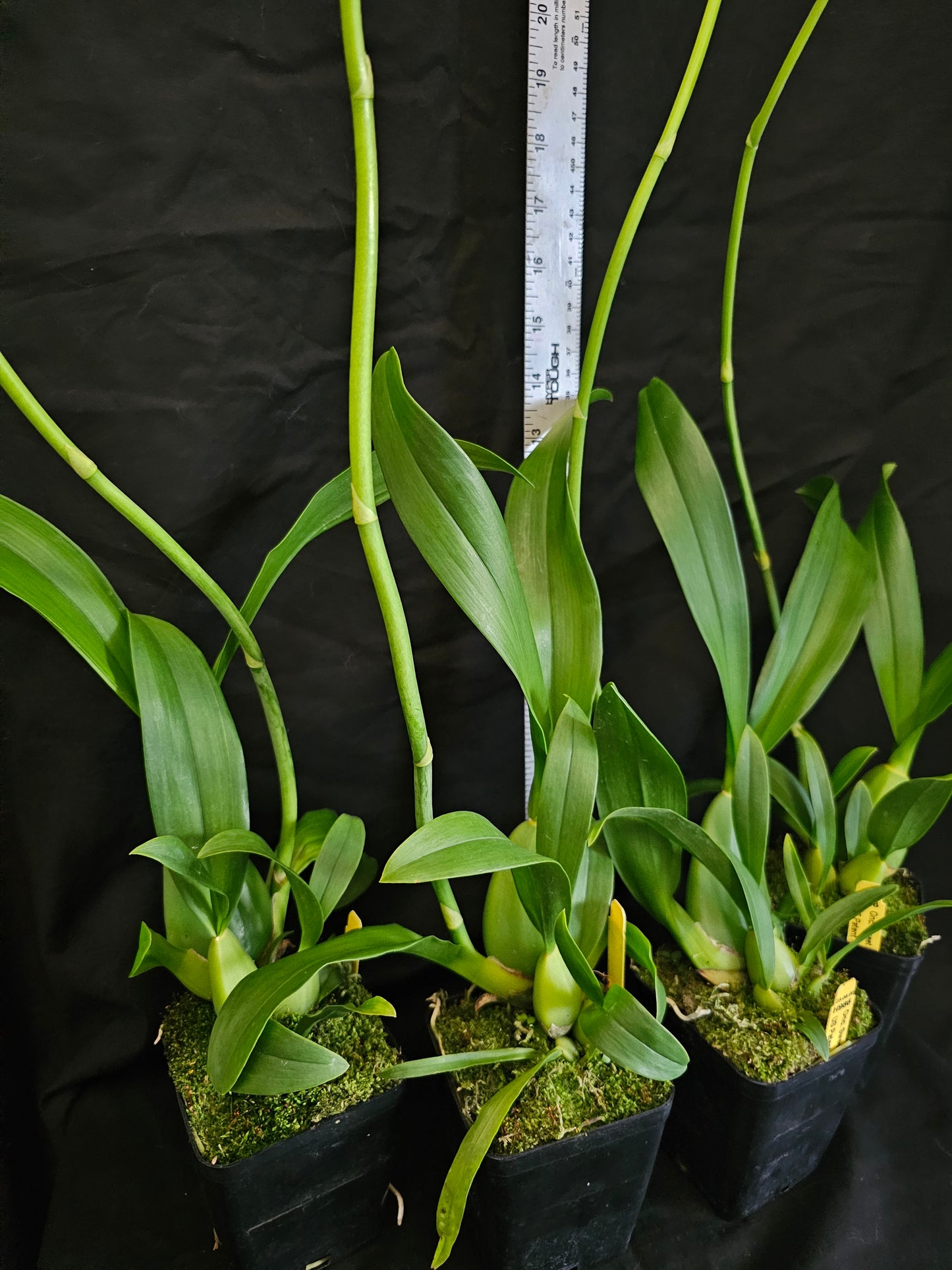 Oncidium Sweet Sugar 'Lemon Drop'. Blooming size Onicidium Orchid Clone