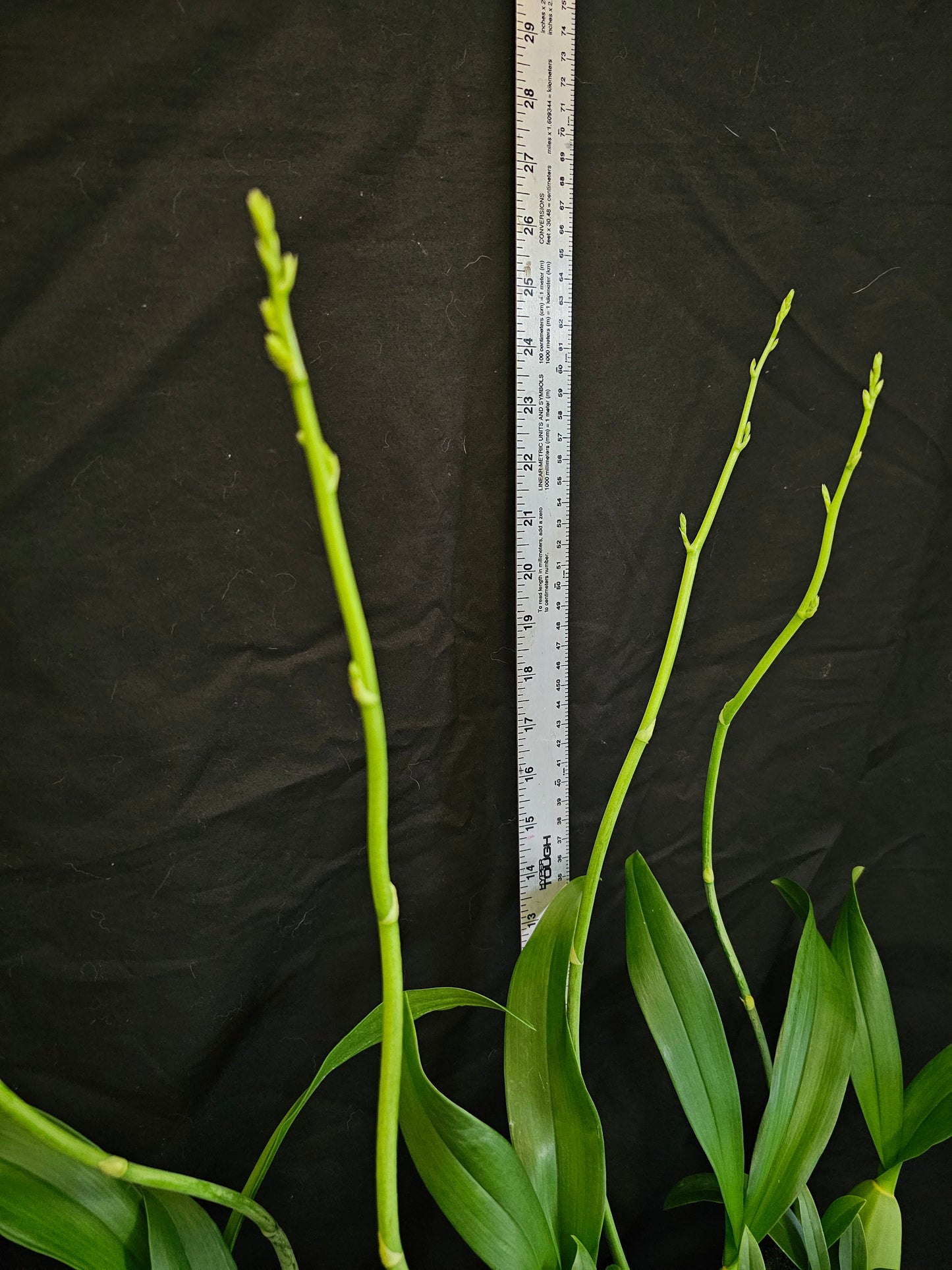 Oncidium Sweet Sugar 'Lemon Drop'. Blooming size Onicidium Orchid Clone