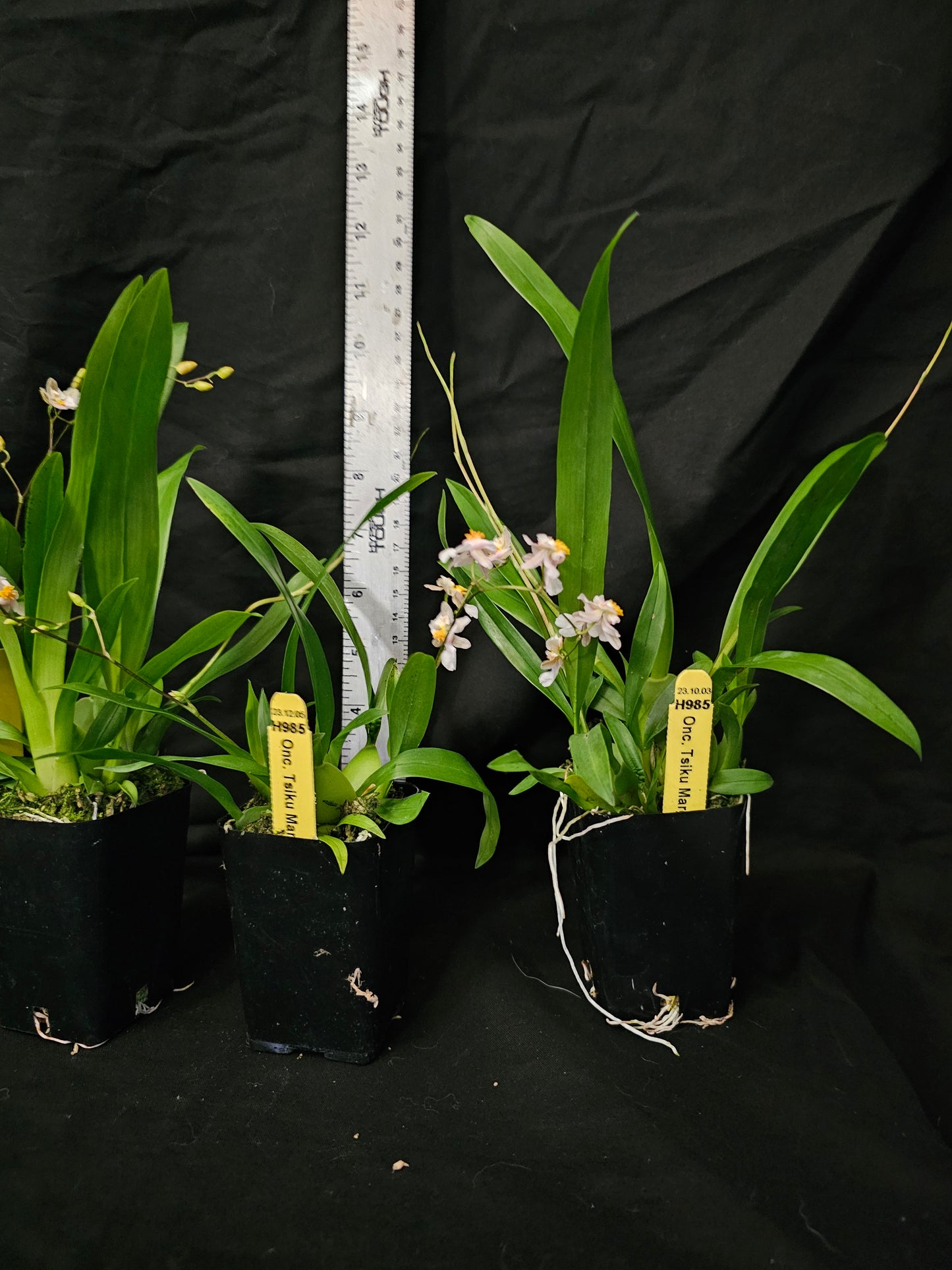 Oncidium Tsiku Marguerite 'HOF' Blooming size mini oncidium clone