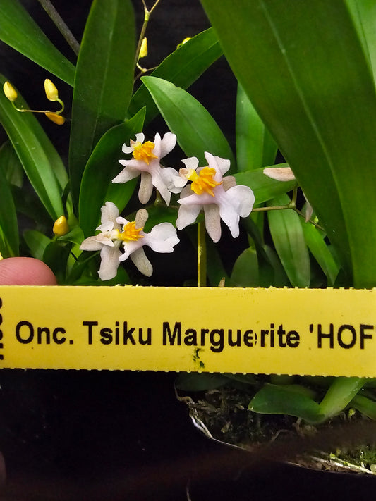 Oncidium Tsiku Marguerite 'HOF' Blooming size mini oncidium clone