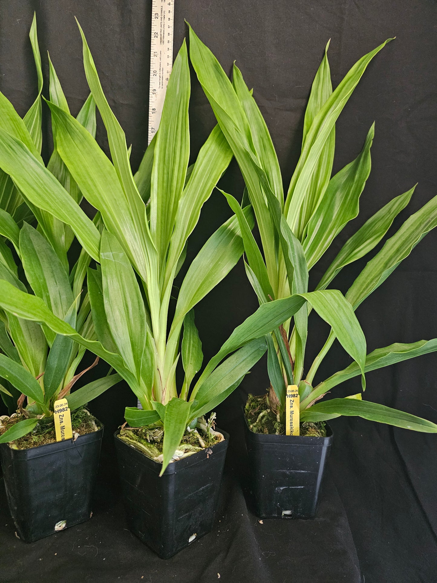 Zns. Murasakikomachi 'Blue Hawaii' Large Blooming size zygopetalum hybrid clone. Highly Fragrant!