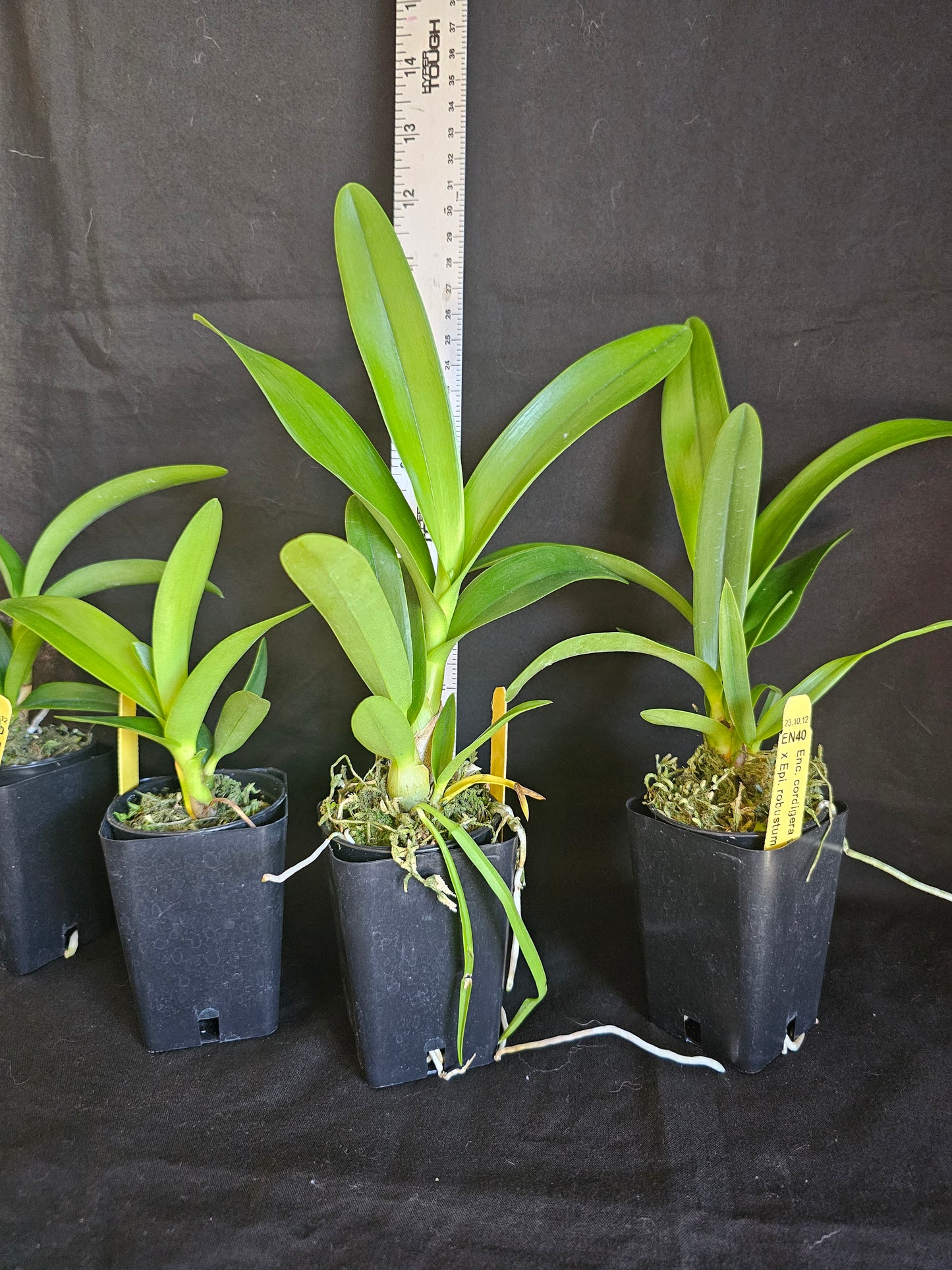 Encyclia cordigera v alba x Epi robustum Blooming size unique orchid hybrid. Epicyclia