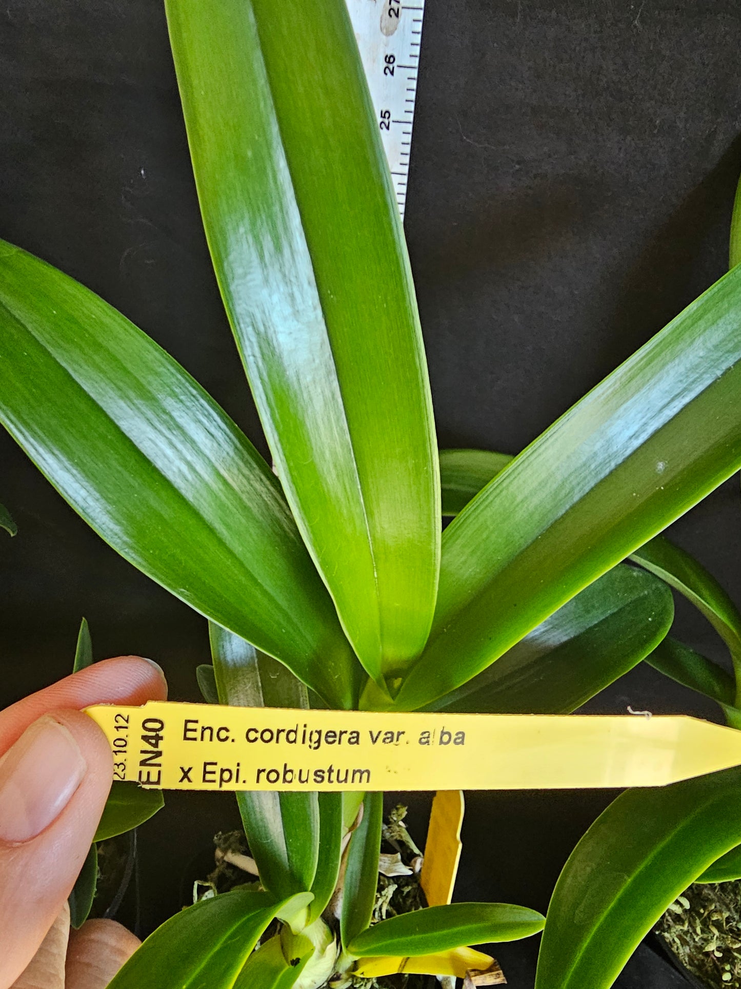 Encyclia cordigera v alba x Epi robustum Blooming size unique orchid hybrid. Epicyclia