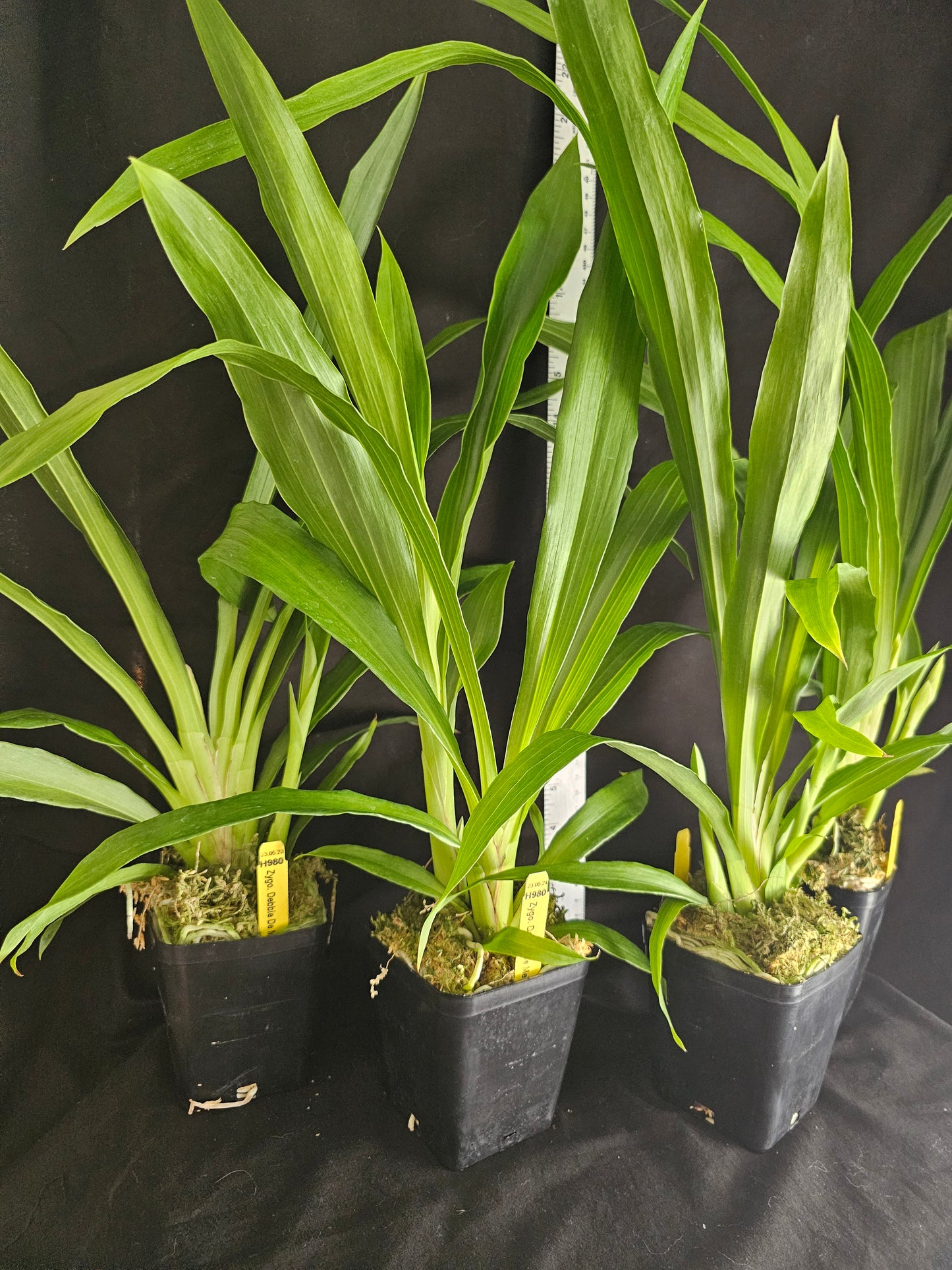 Zygopetalum Debbie De Mello 'Honolulu Baby' AM/AOS Blooming size awarded Zygo clone