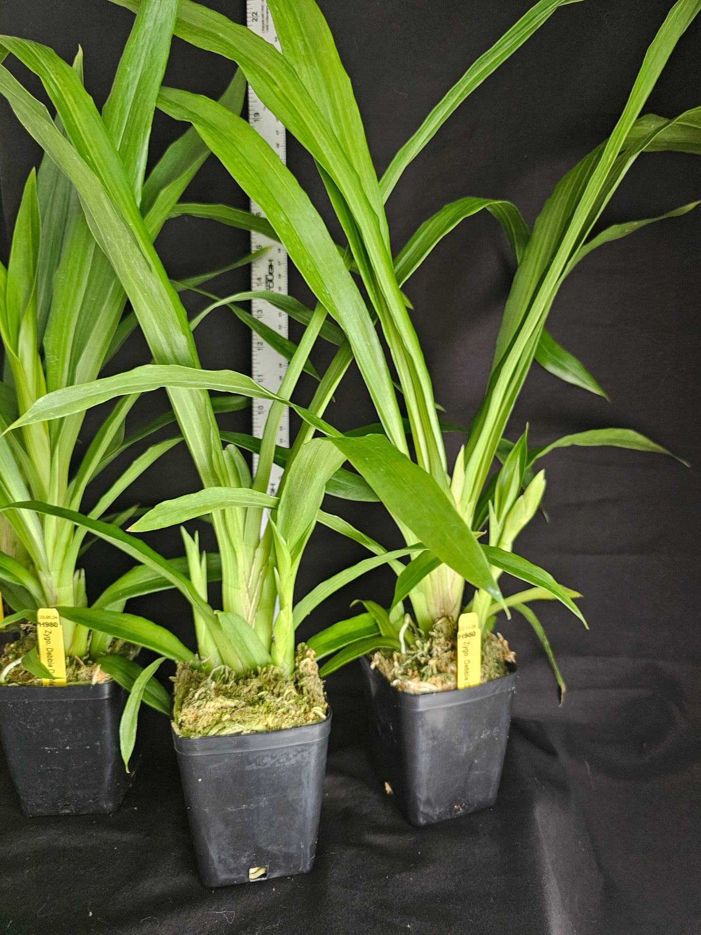 Zygopetalum Debbie De Mello 'Honolulu Baby' AM/AOS Blooming size awarded Zygo clone