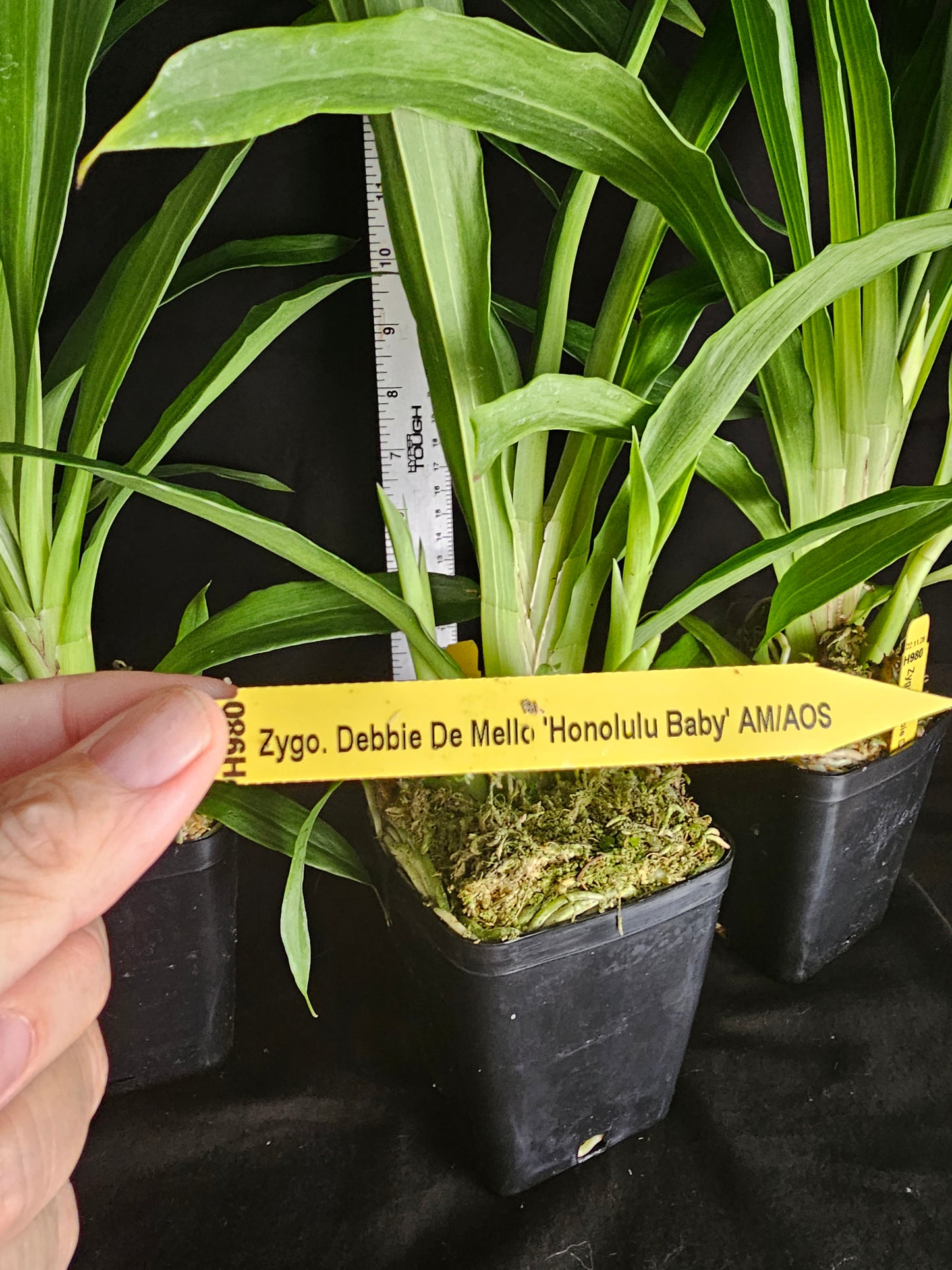 Zygopetalum Debbie De Mello 'Honolulu Baby' AM/AOS Blooming size awarded Zygo clone