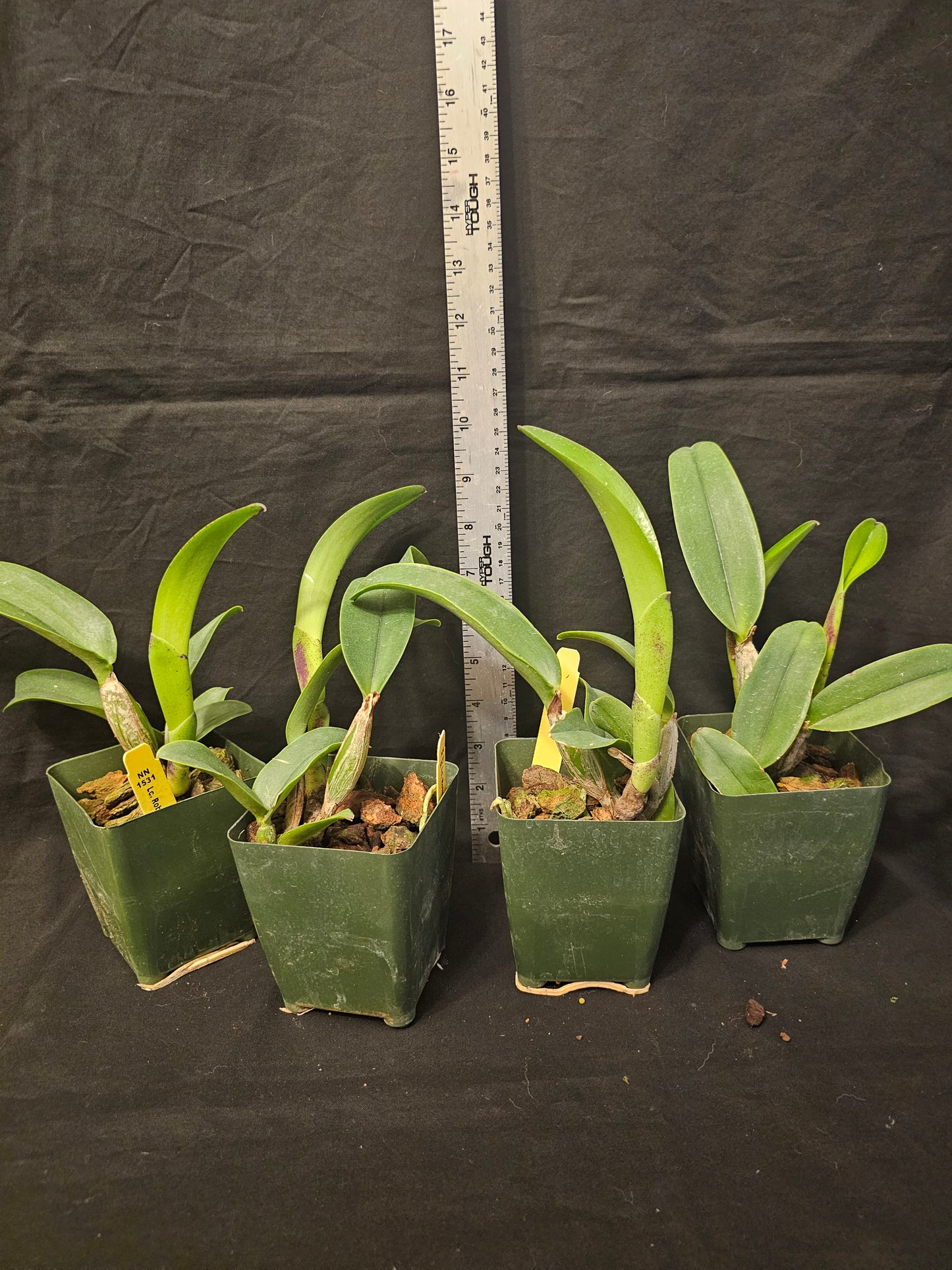 Rlc Robert Strait 'Islanders Delight' Bloom Size Cattleya Orchid Clone Fragrant