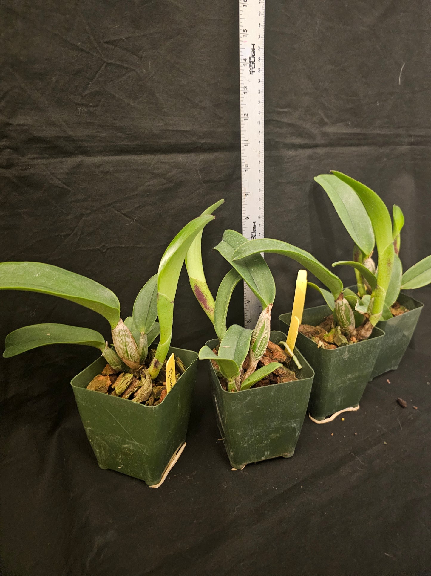 Rlc Robert Strait 'Islanders Delight' Bloom Size Cattleya Orchid Clone Fragrant